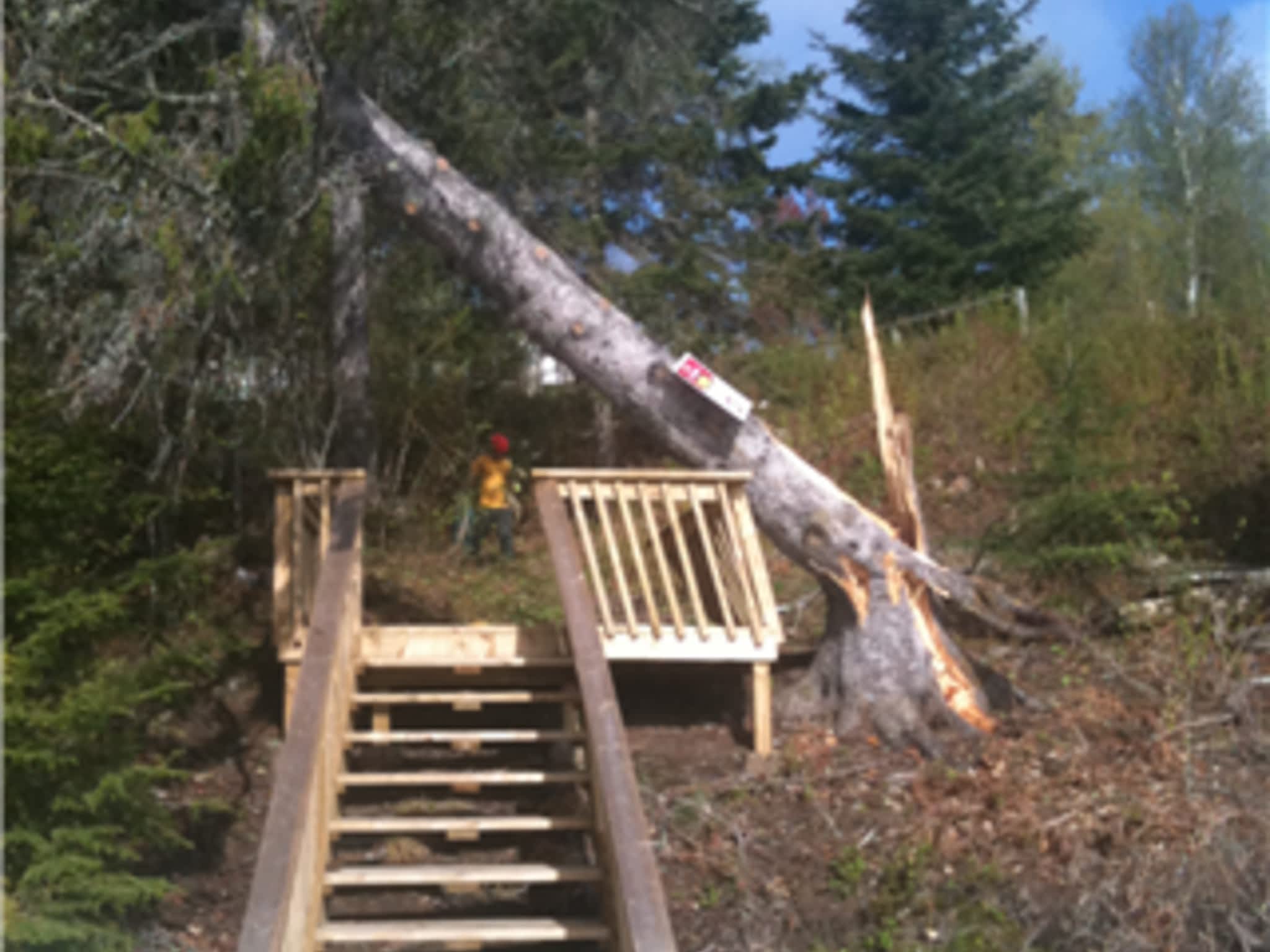 photo Allmac Tree Service