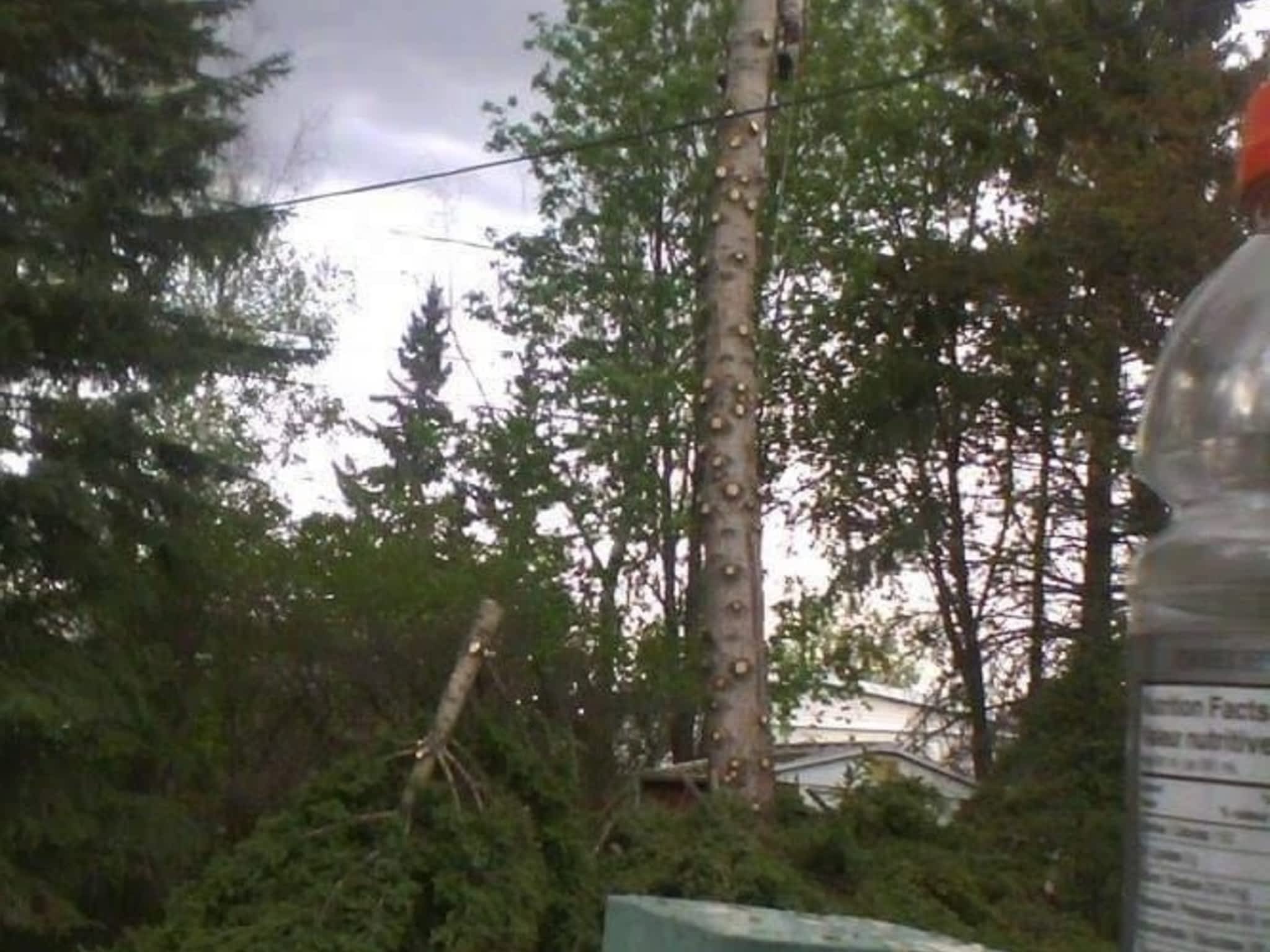 photo Tree Solutions