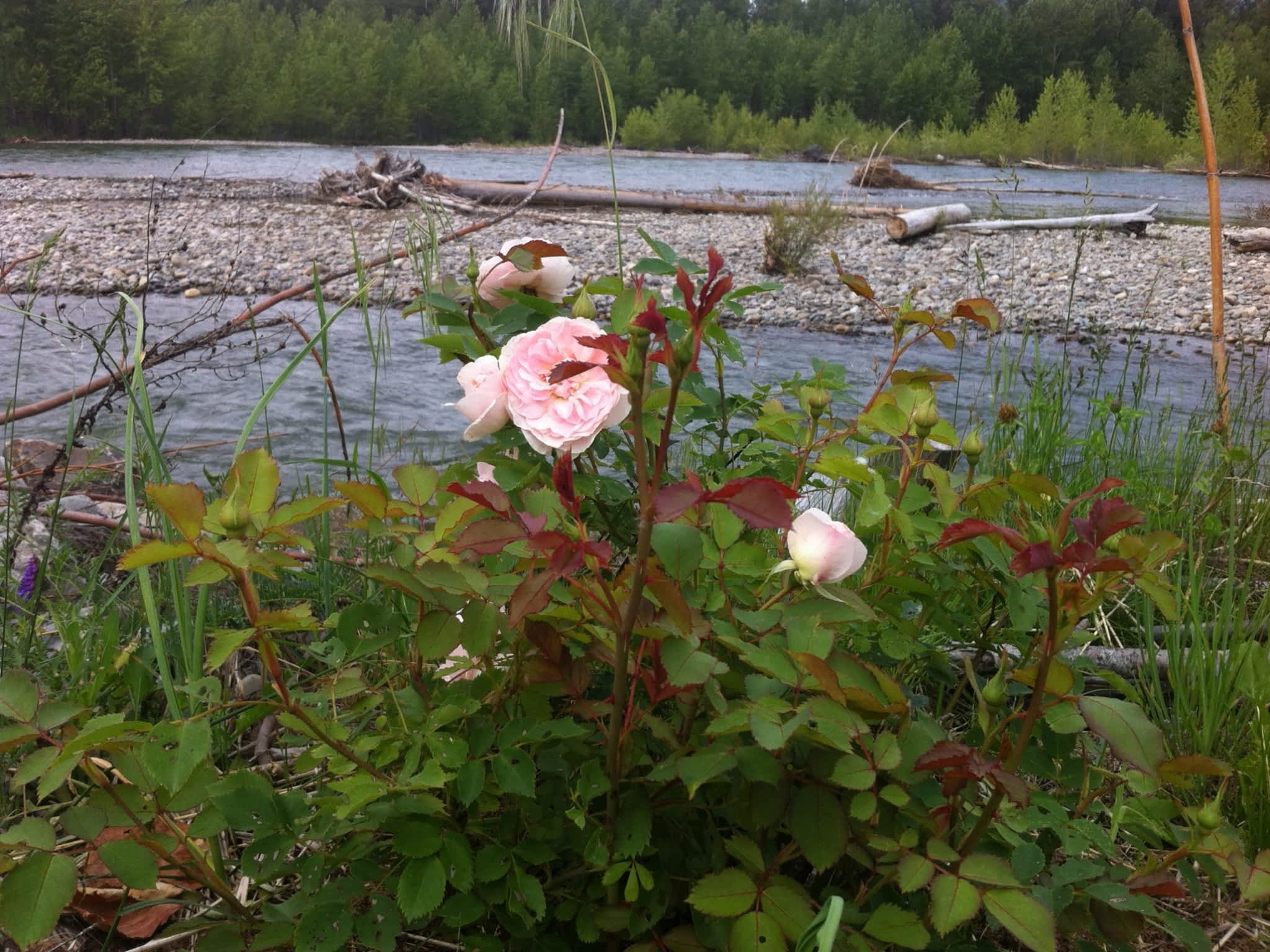 photo Boreal Forest Apothecaries