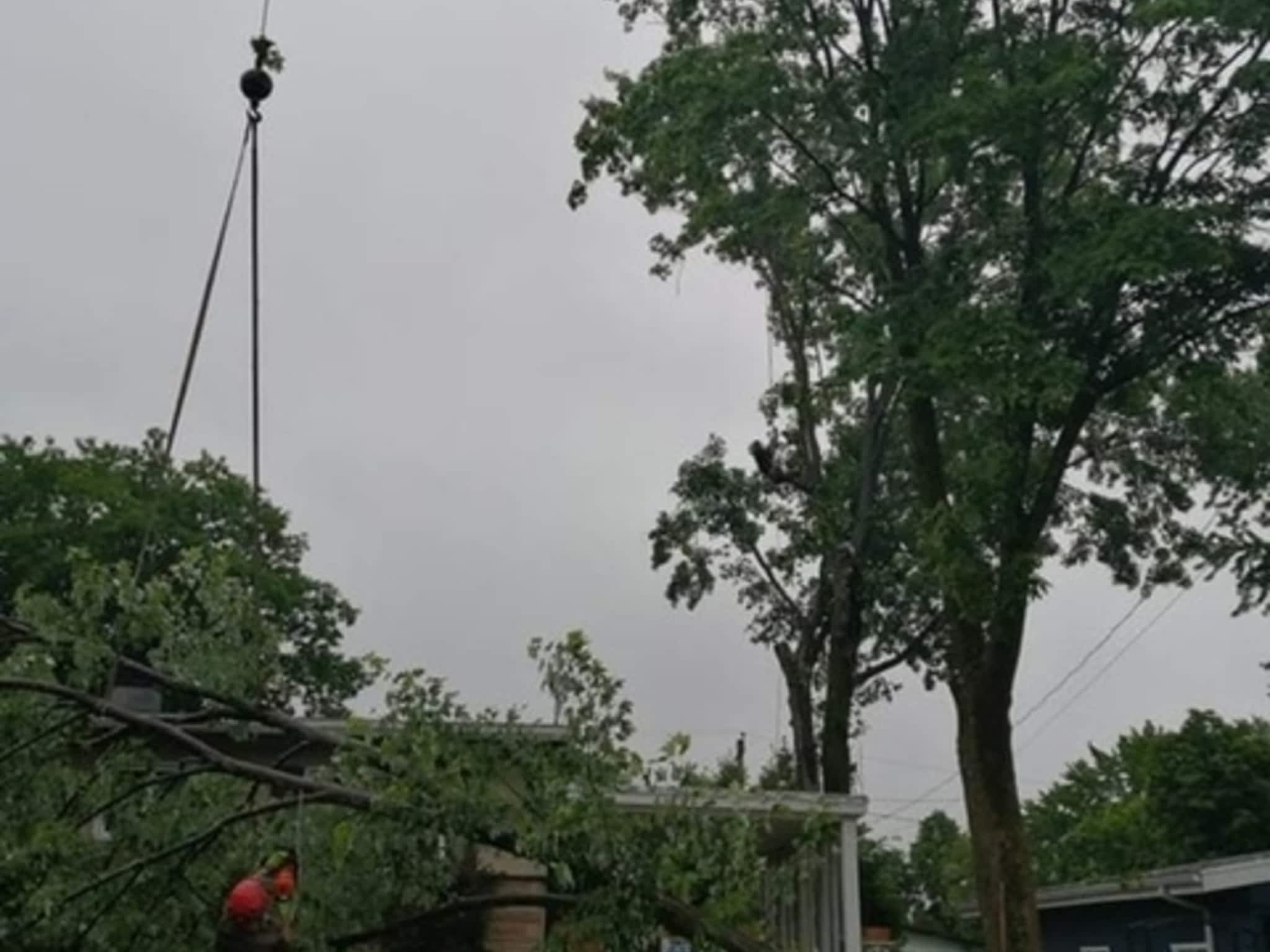 photo Arboriculture DB Inc.