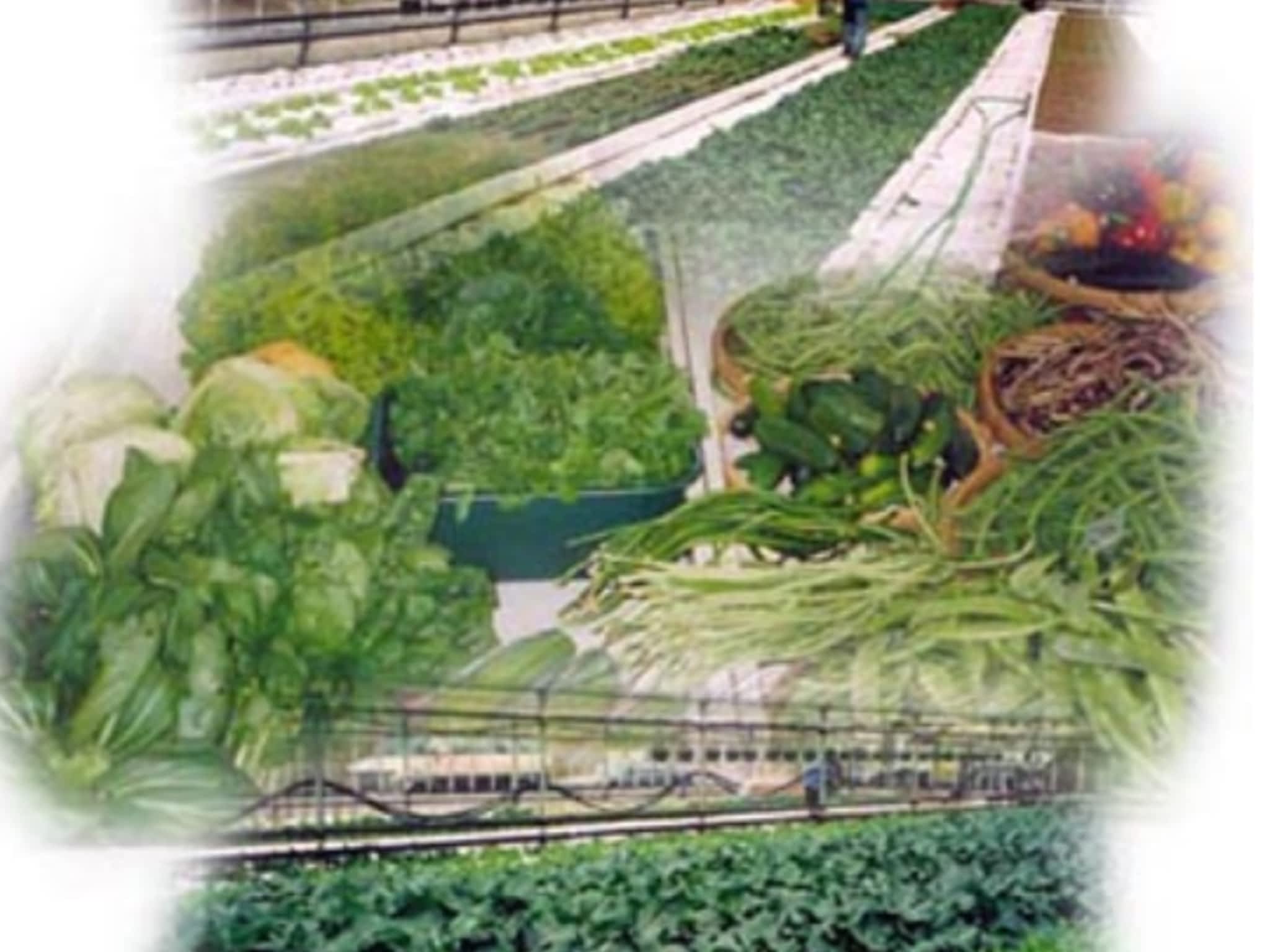 photo Sun Wing Greenhouses Ltd