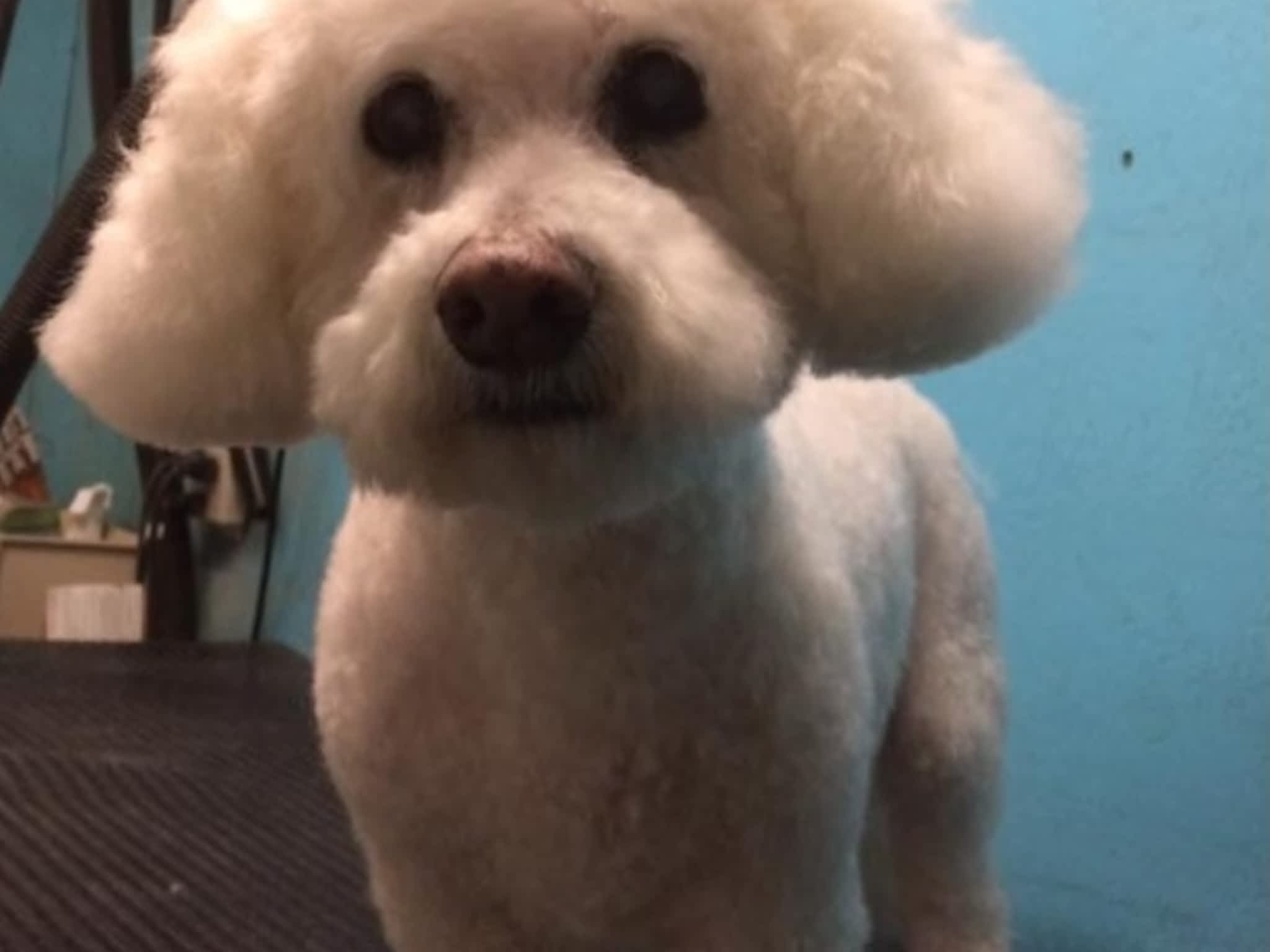 photo Toilettage Bionimo