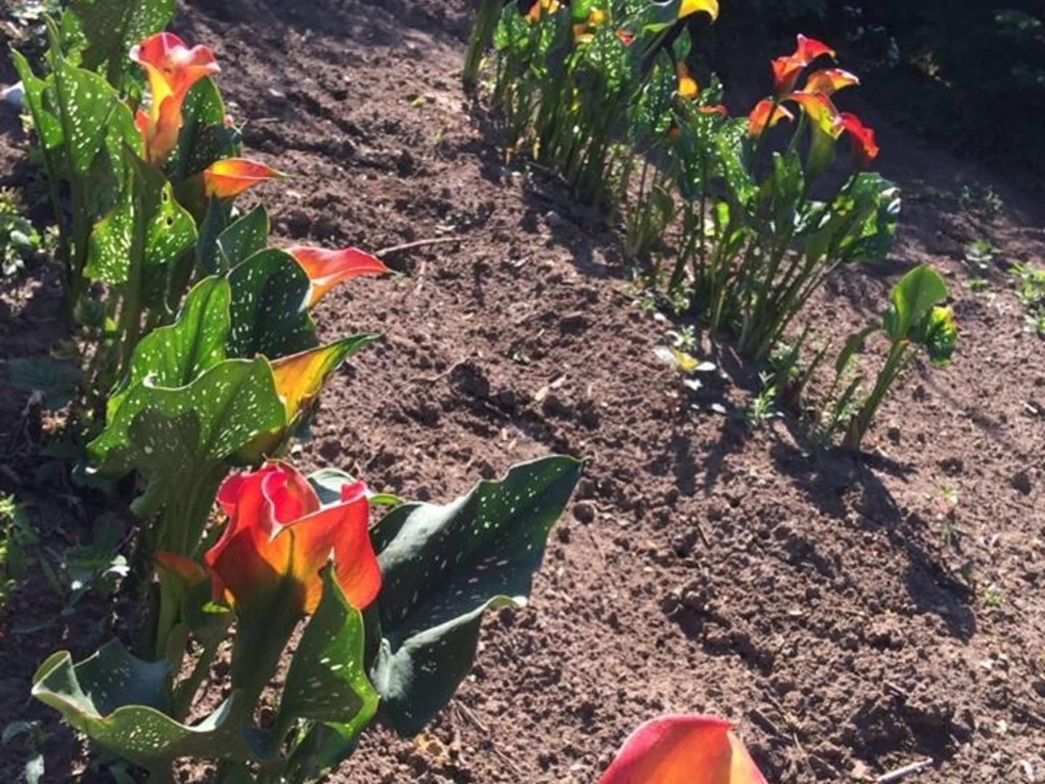 photo Serendipity Florals