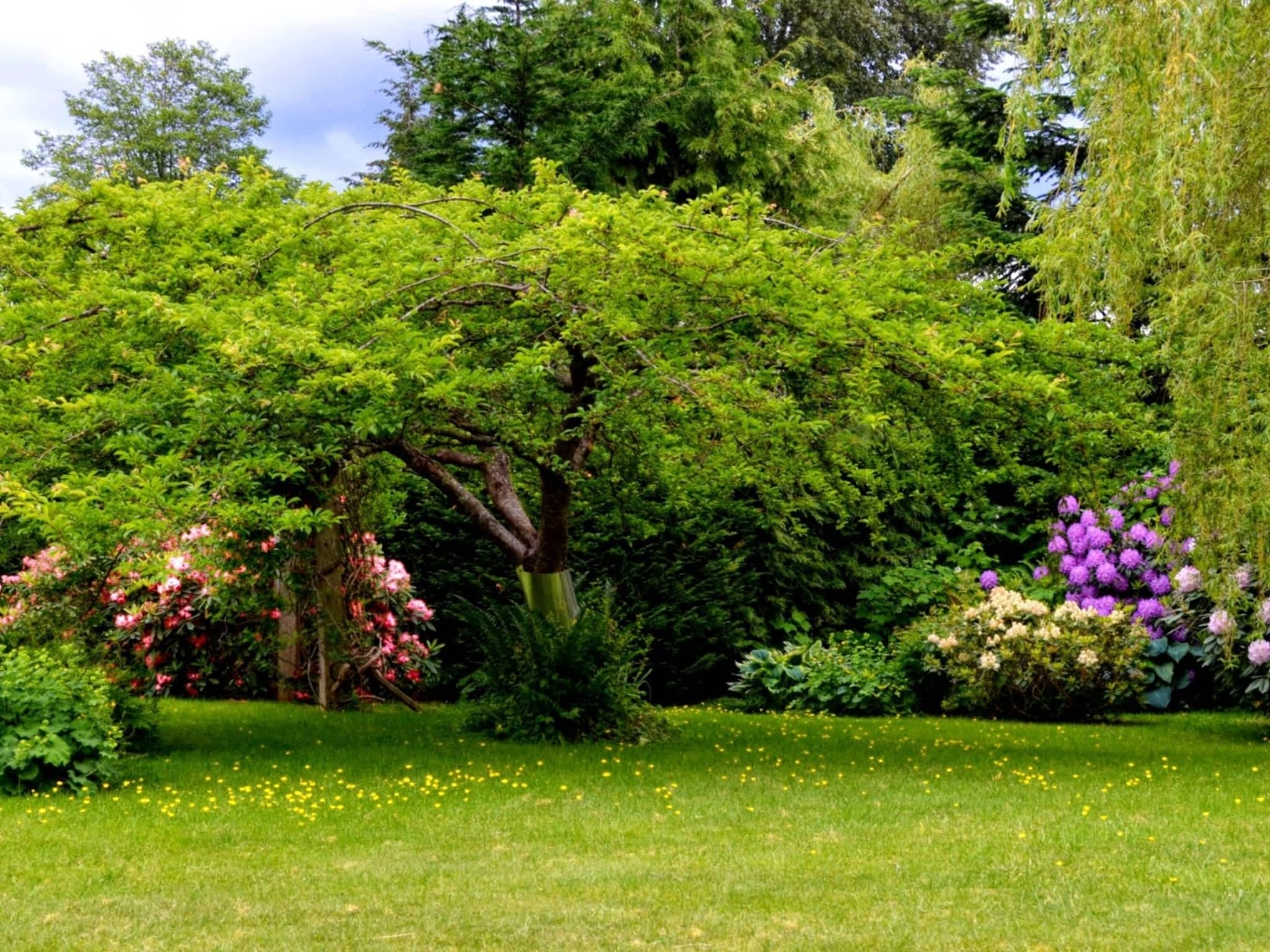 photo Harmony Pruning Service