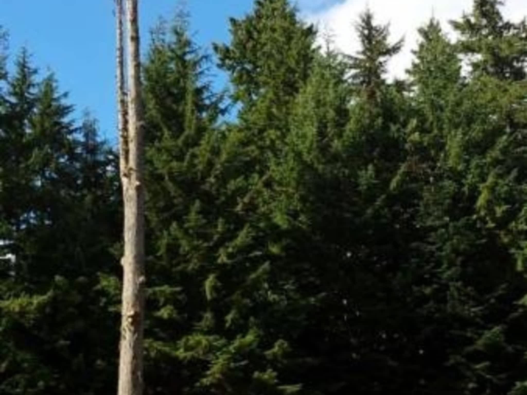 photo Windfirm Tree Services