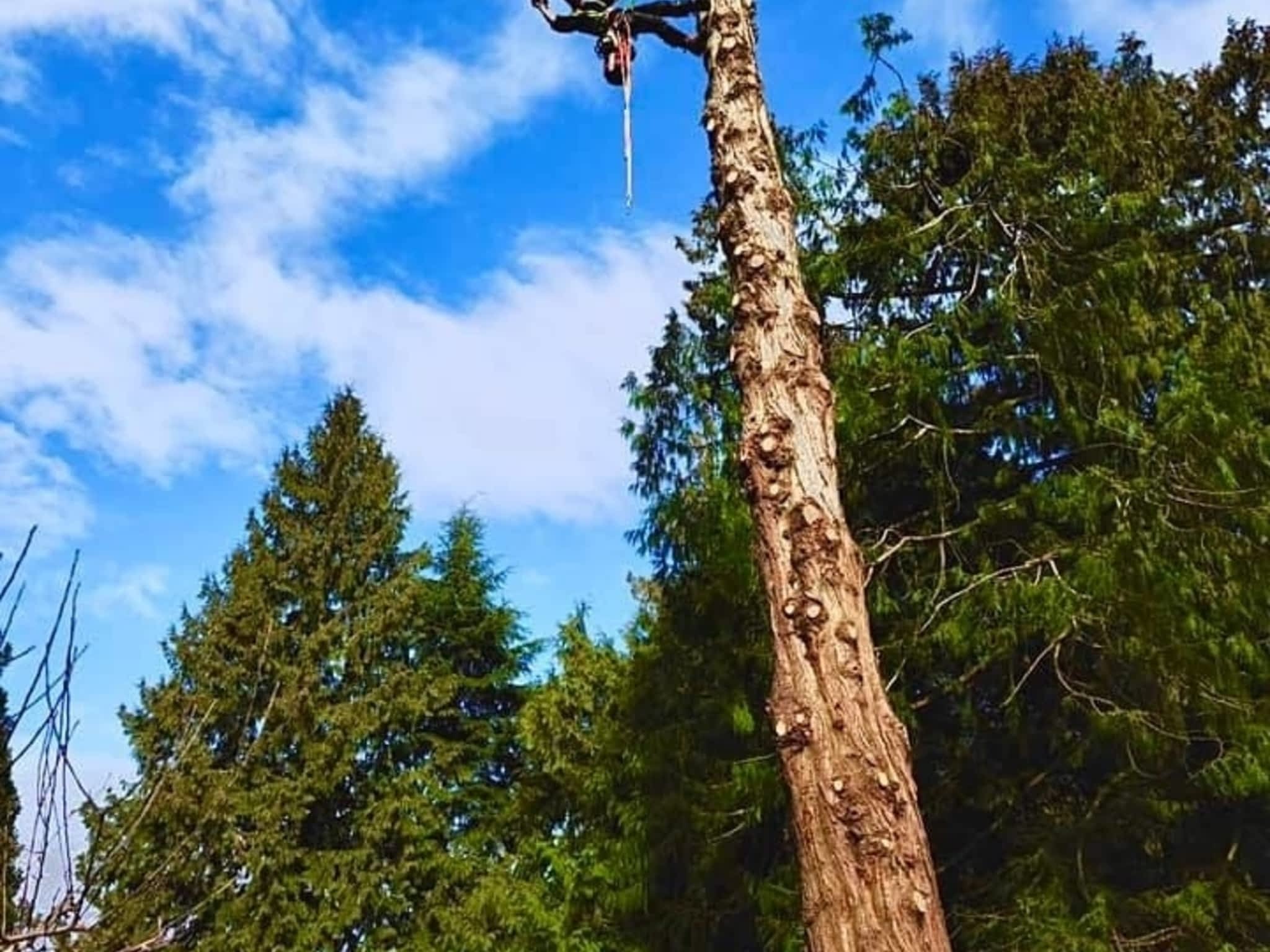 photo Flex Tree Service