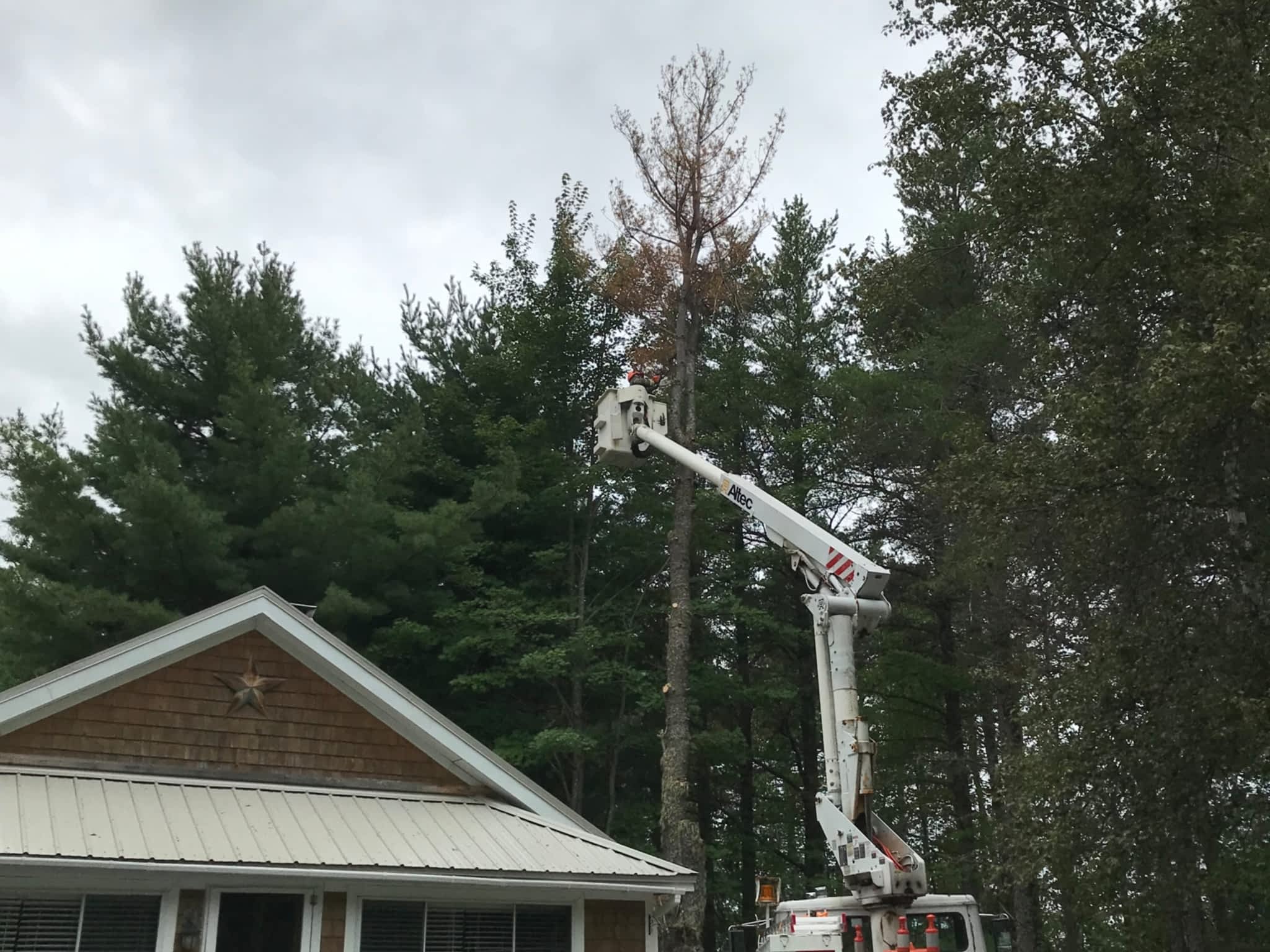 photo O'Blenes Trees & Services