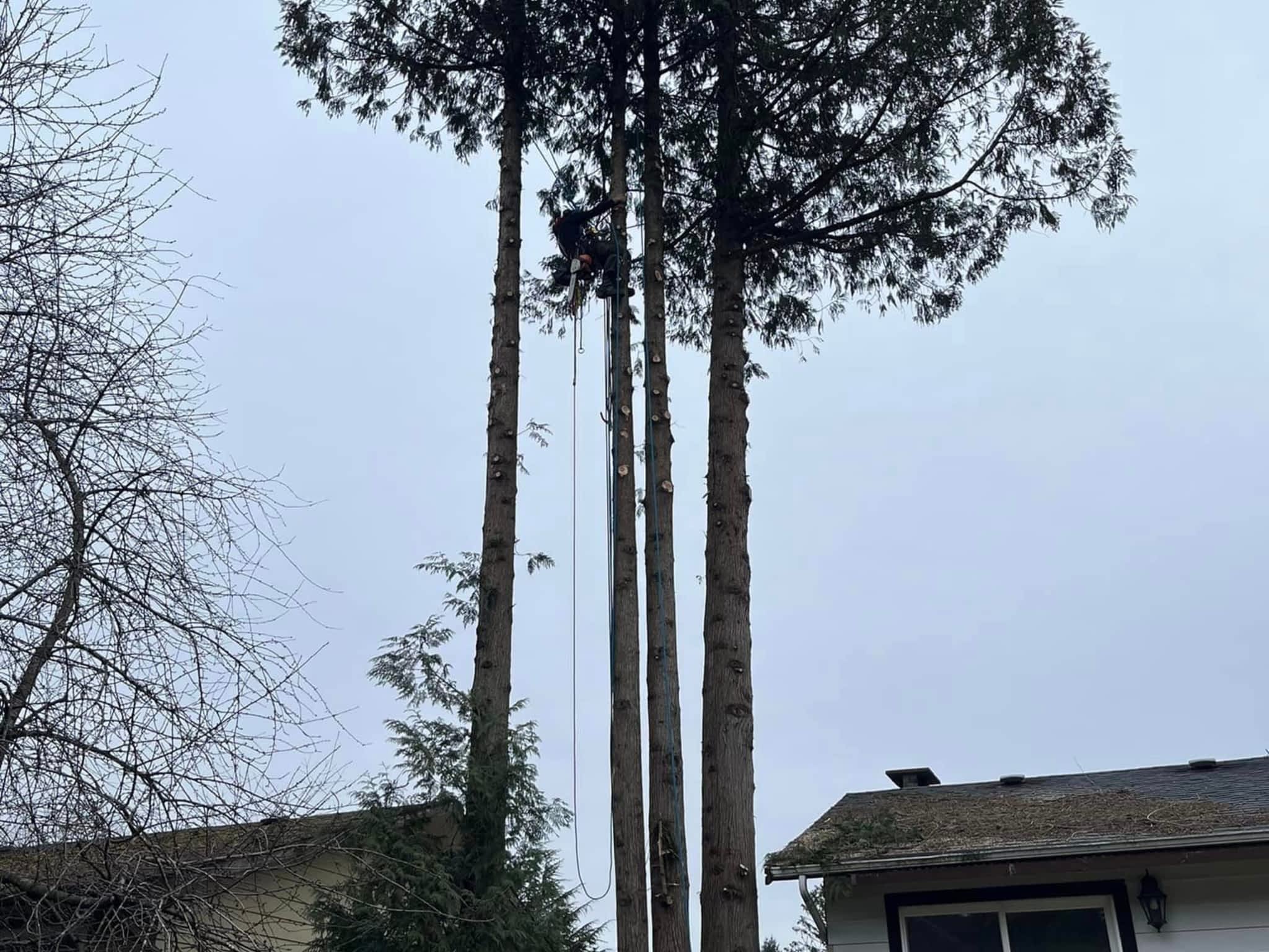 photo Prime Tree Services