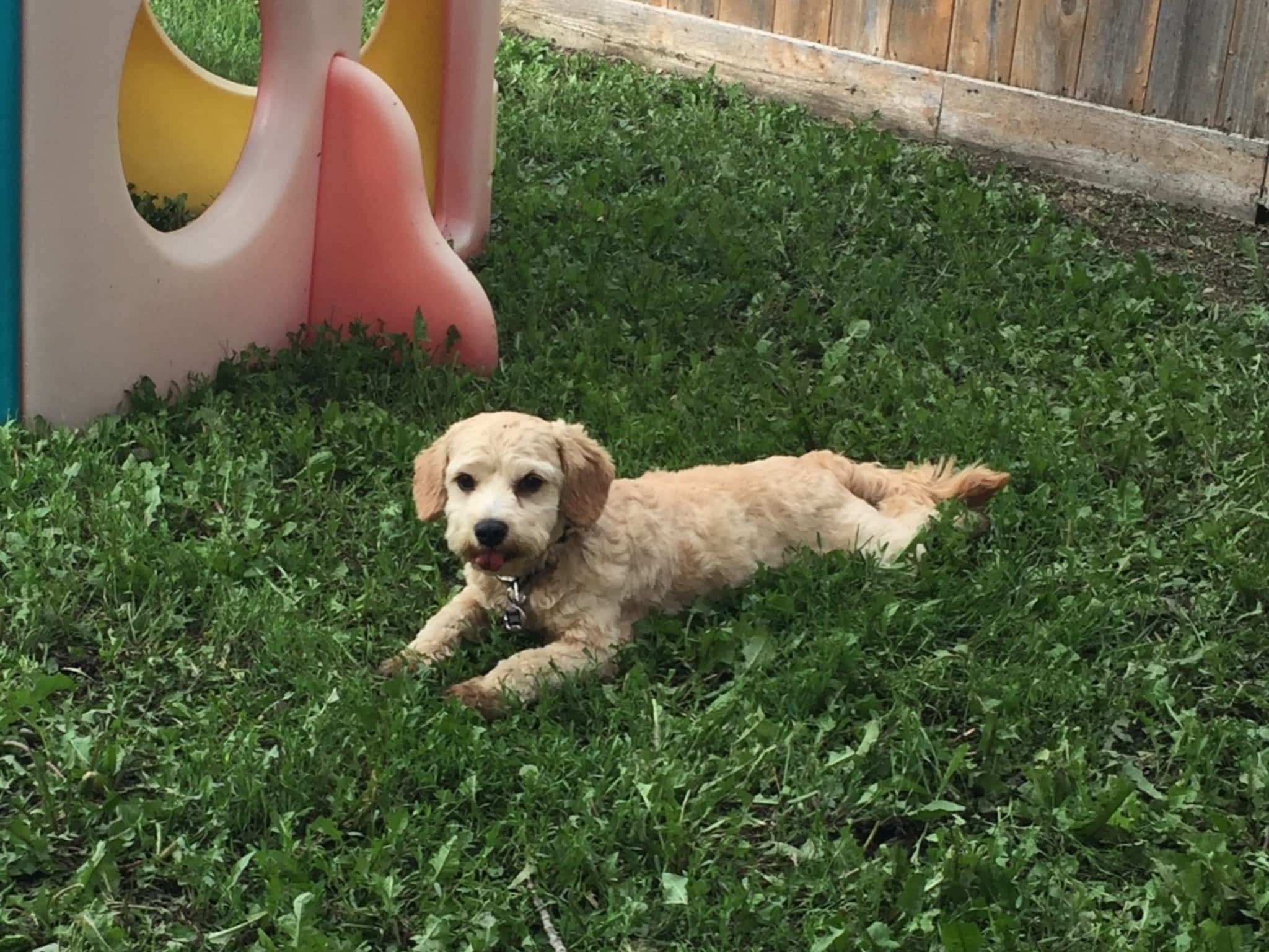 Country Home Kennels Canpages