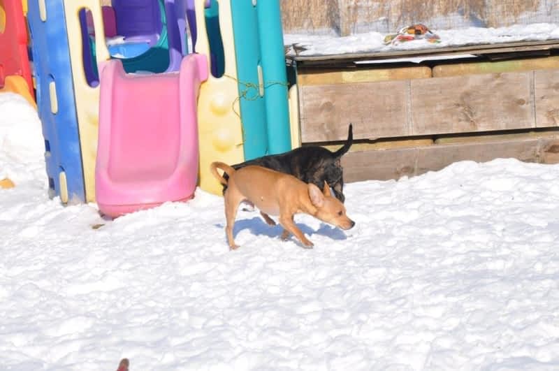 Second Home Pet Boarding Stevensville, ON 2363 Ridgemount Rd Canpages