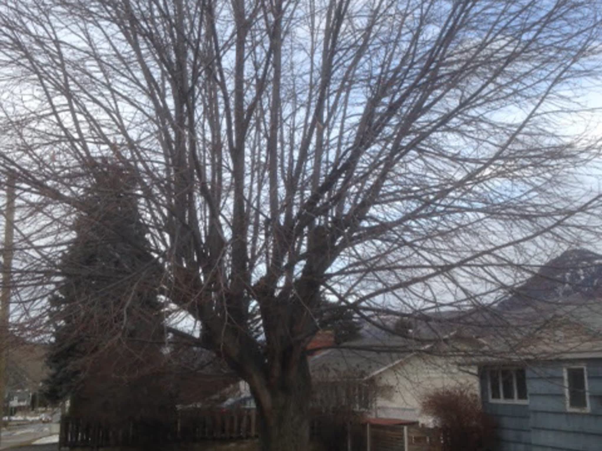 photo All Tree Service