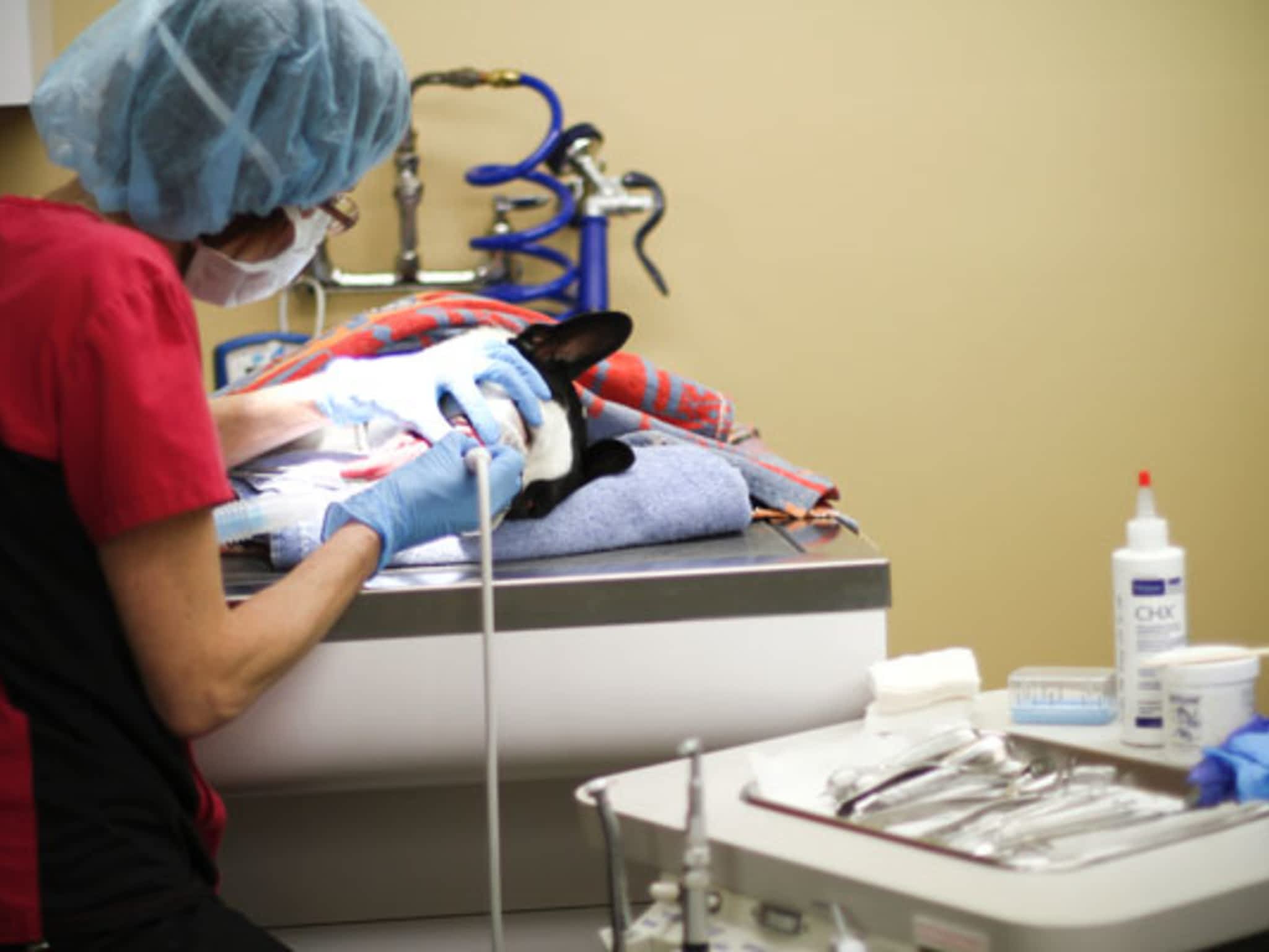 photo Hôpital Vétérinaire Val-Mauricie