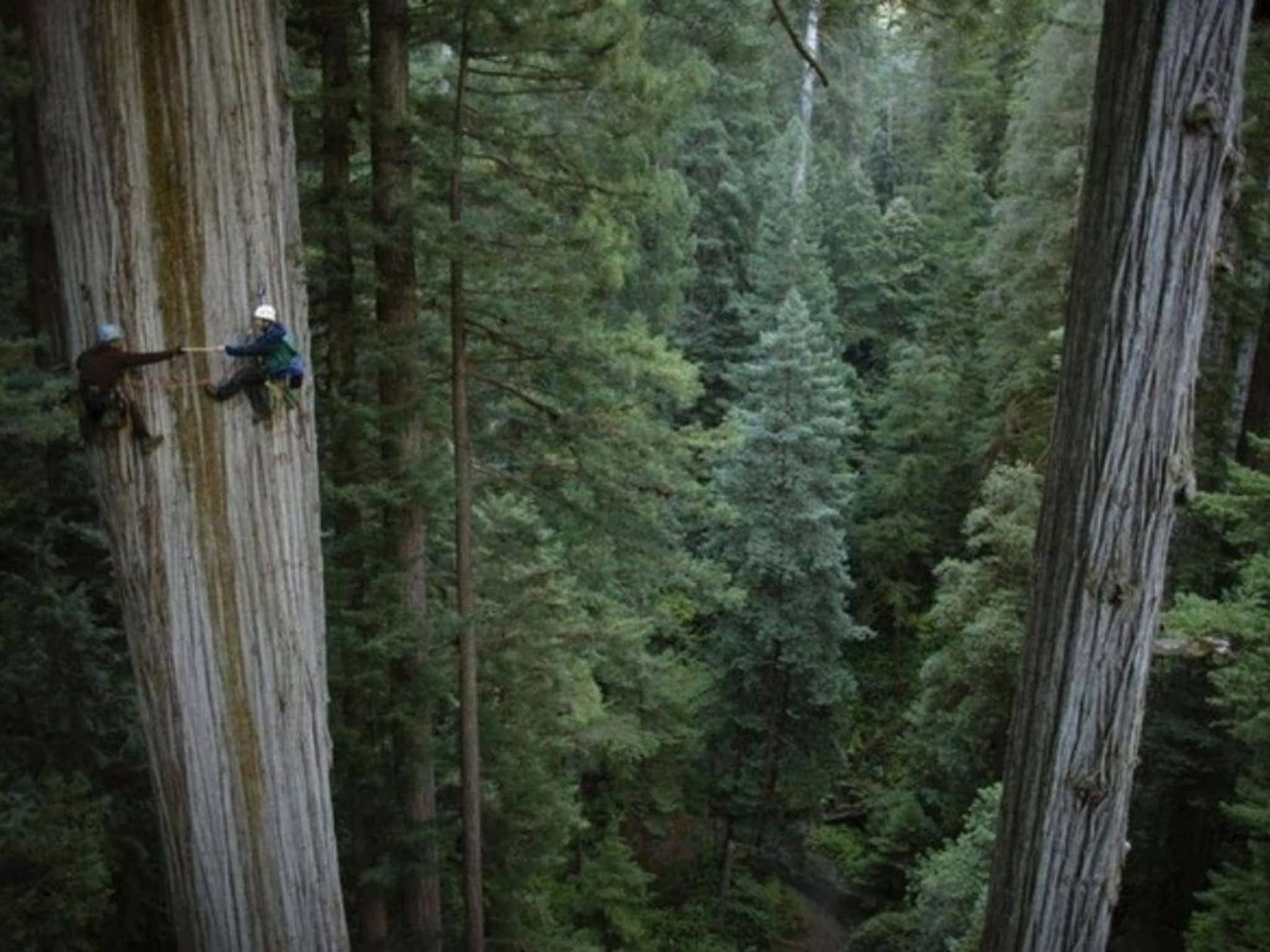 photo Algoma Tree Services