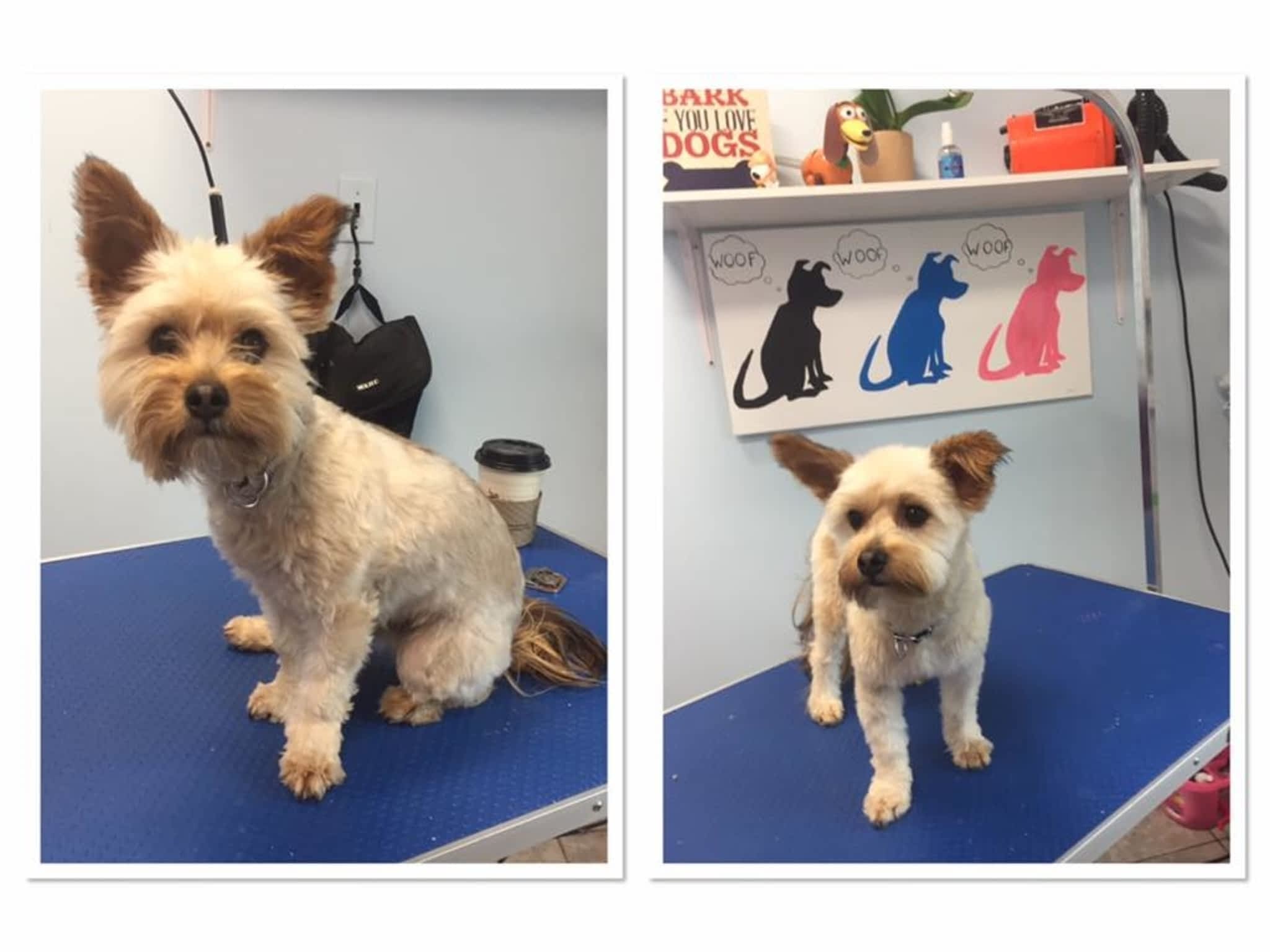 photo Wizard of Pawz Dog Grooming