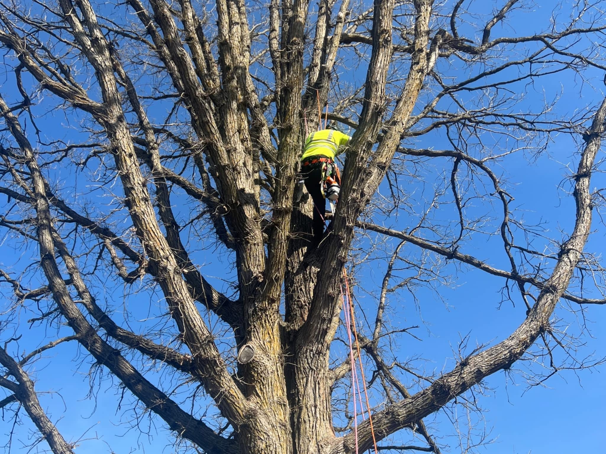 photo Juneau Tree Services