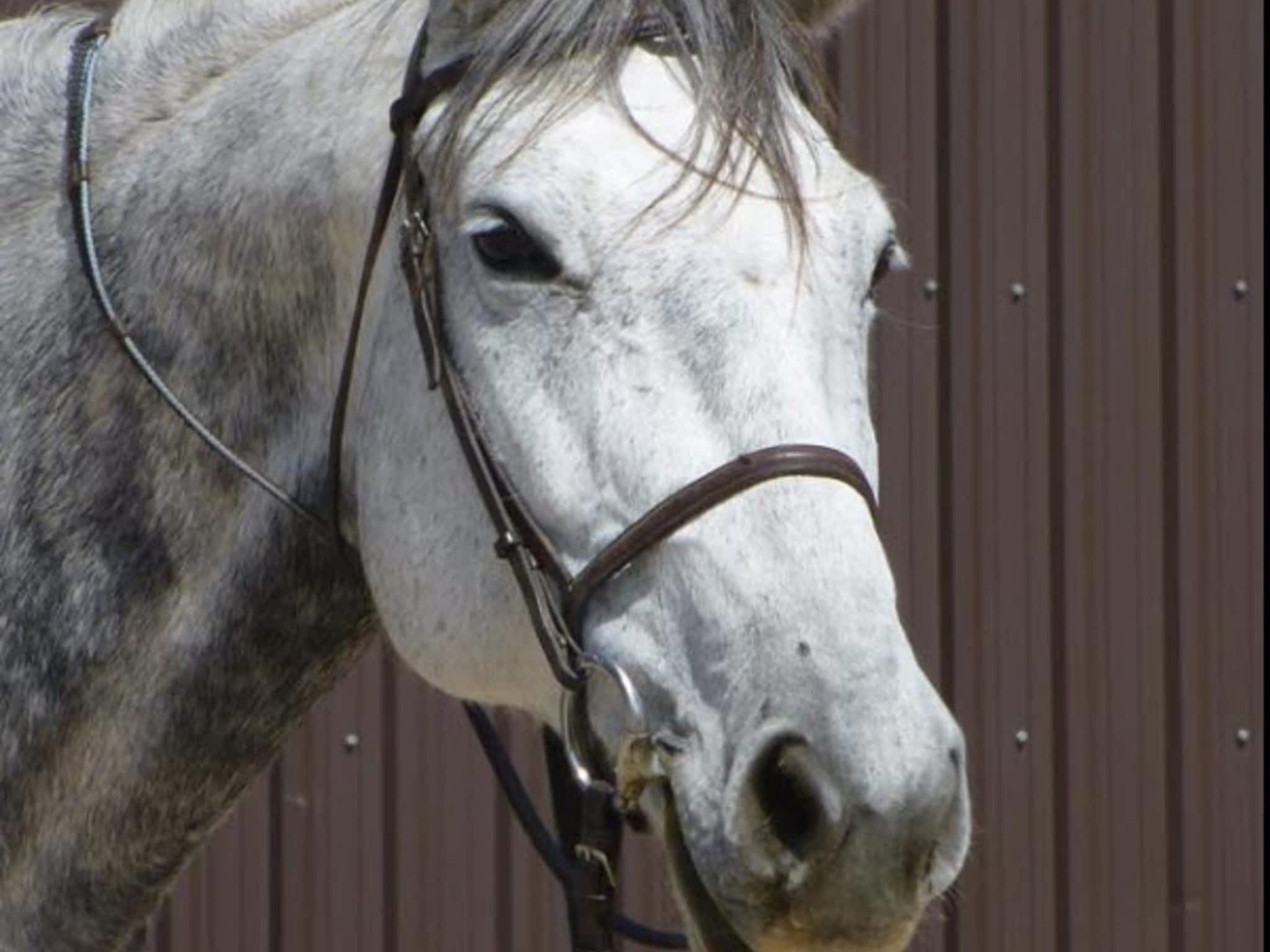 photo Pawsitive Balance