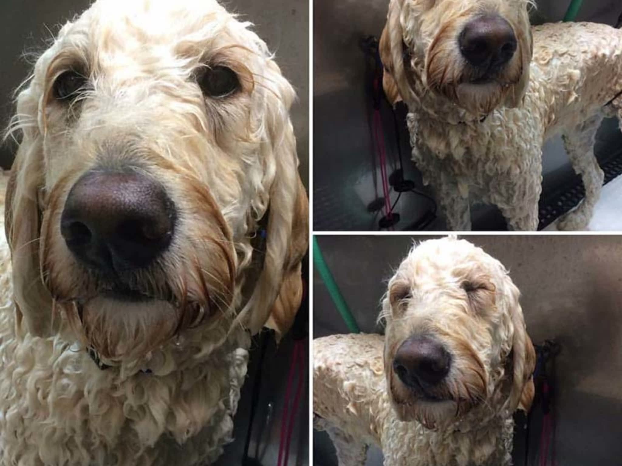 photo Tangles 2 Tame Dog Grooming