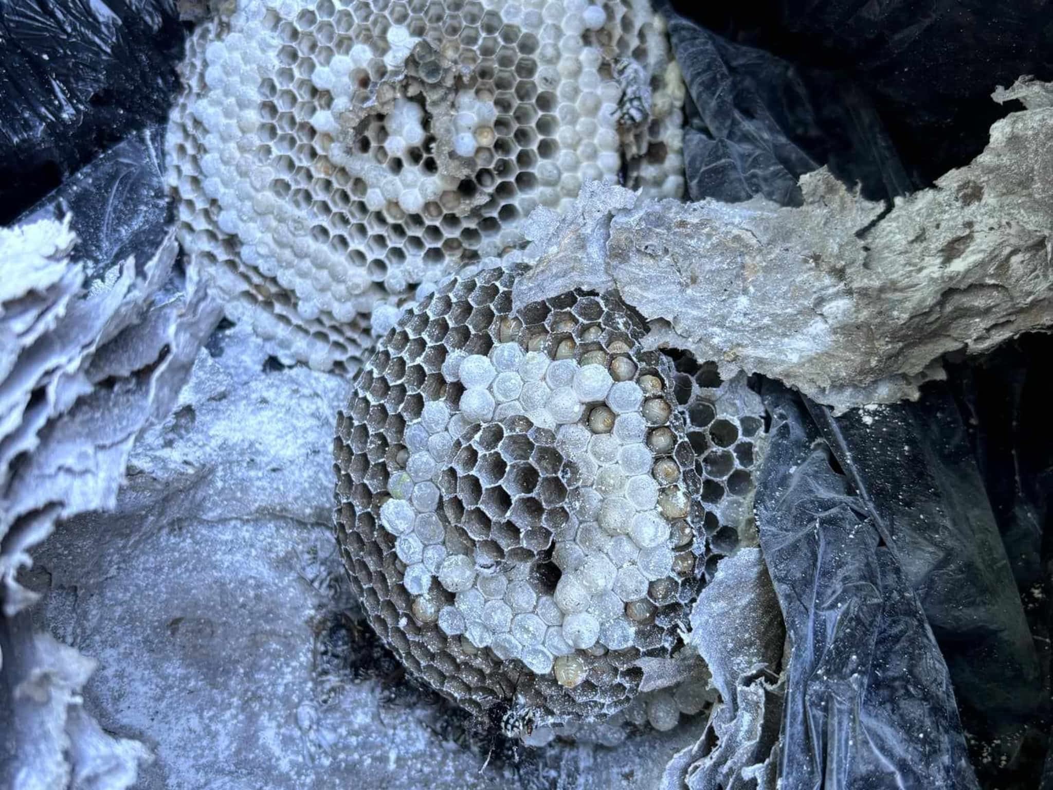 photo D Solution Extermination