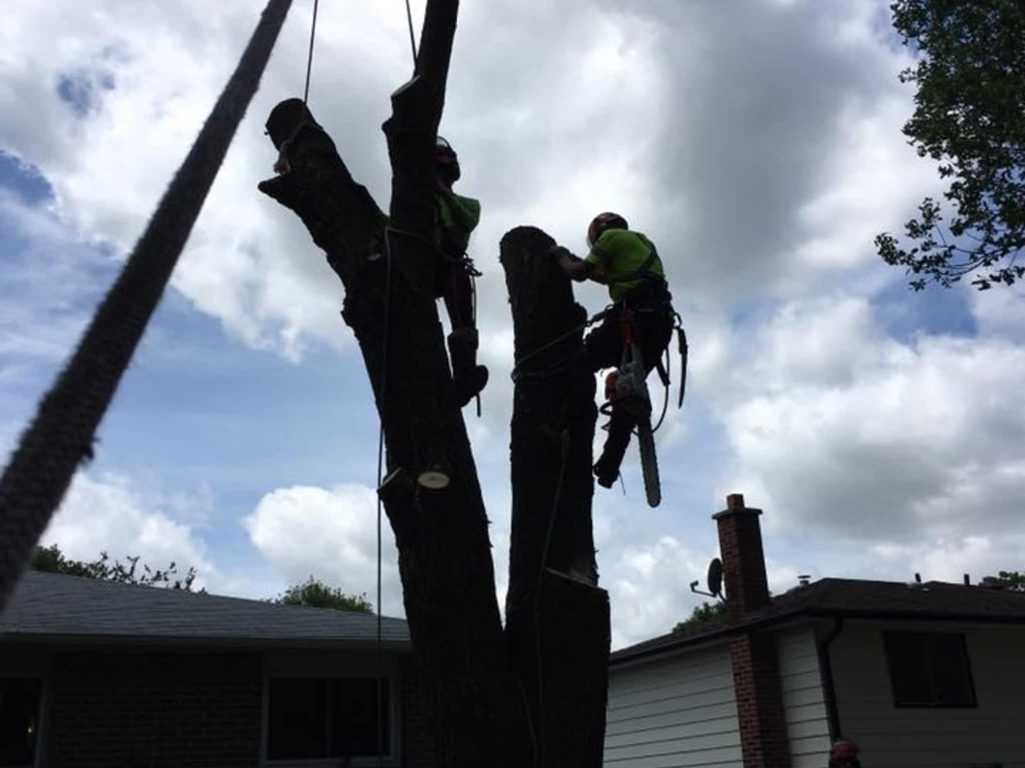 photo Ott's Tree Service