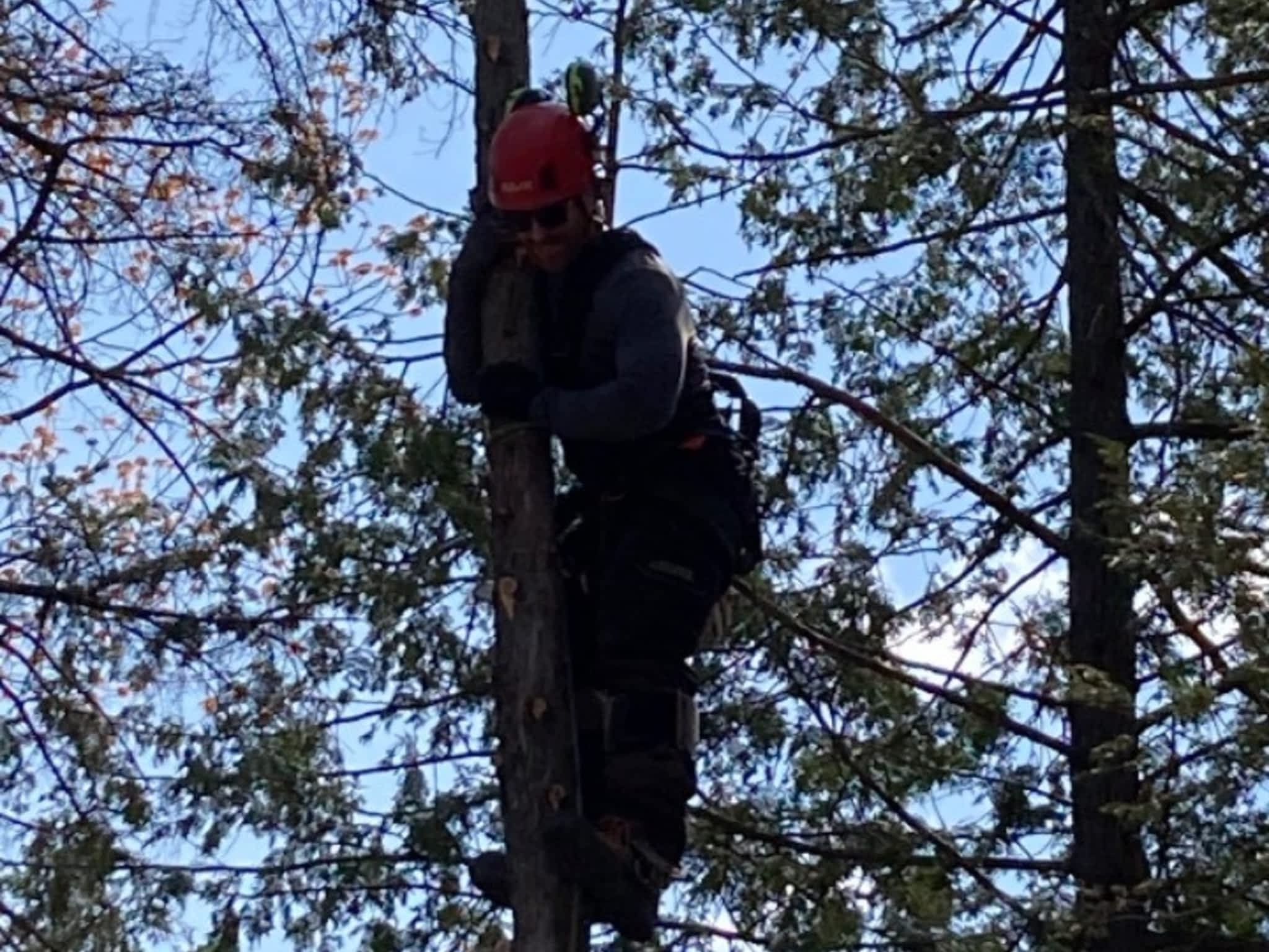 photo Arbo-douceur inc