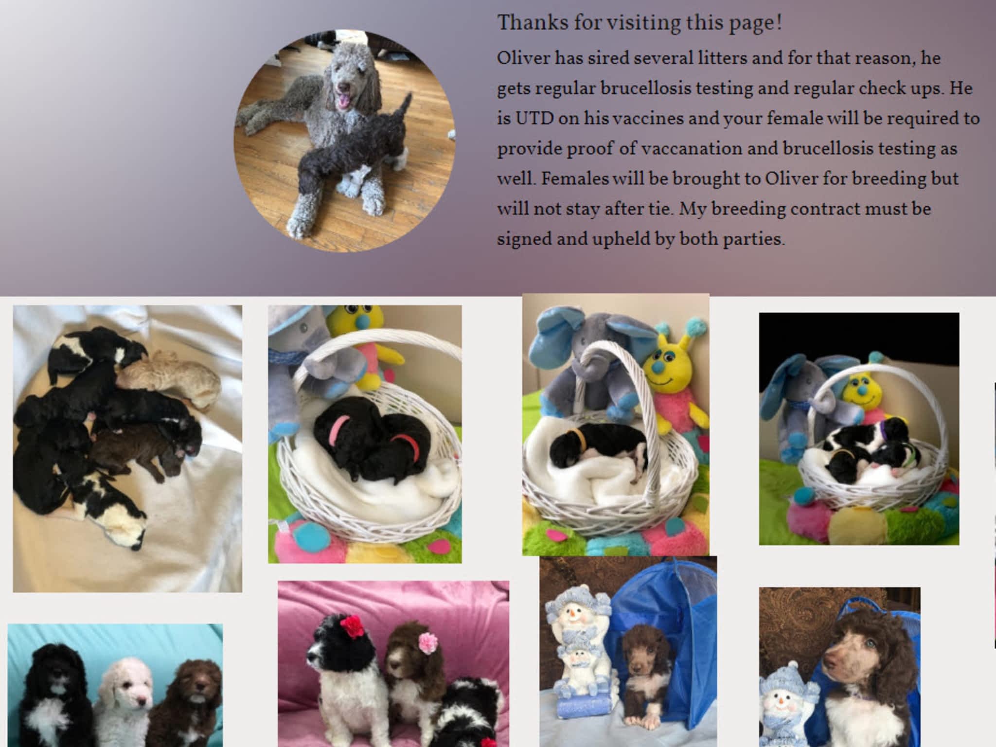 photo Poodle Stud Services