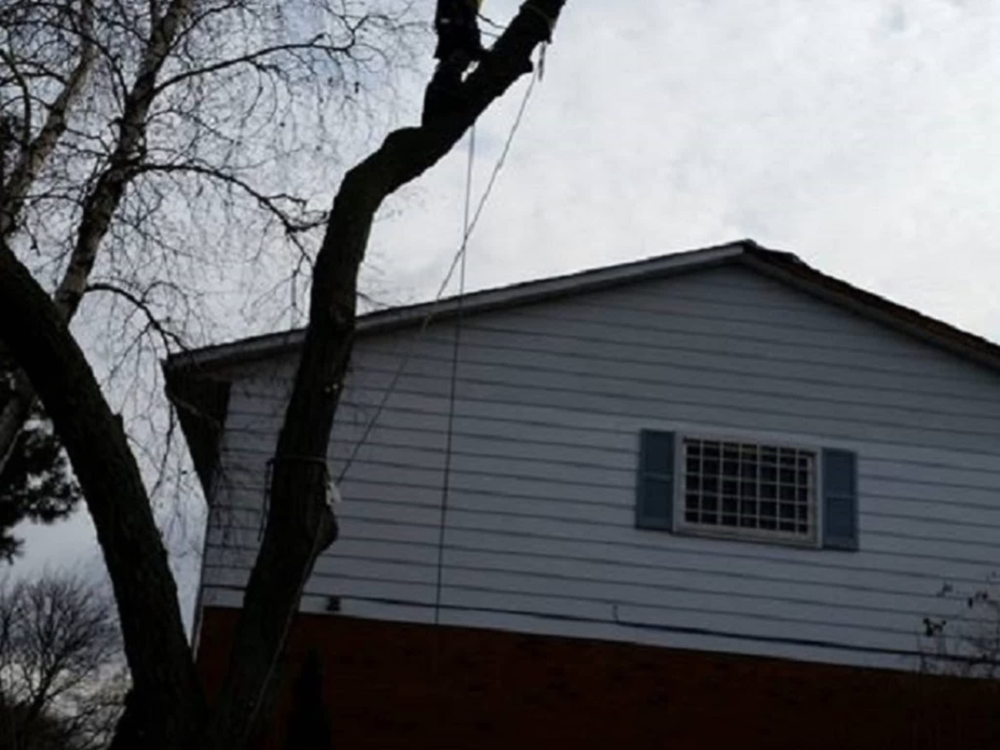 photo Branches Tree Service