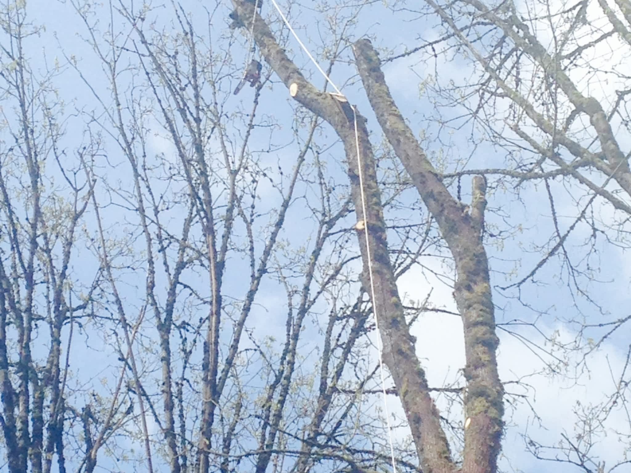 photo Moncton Tree Service