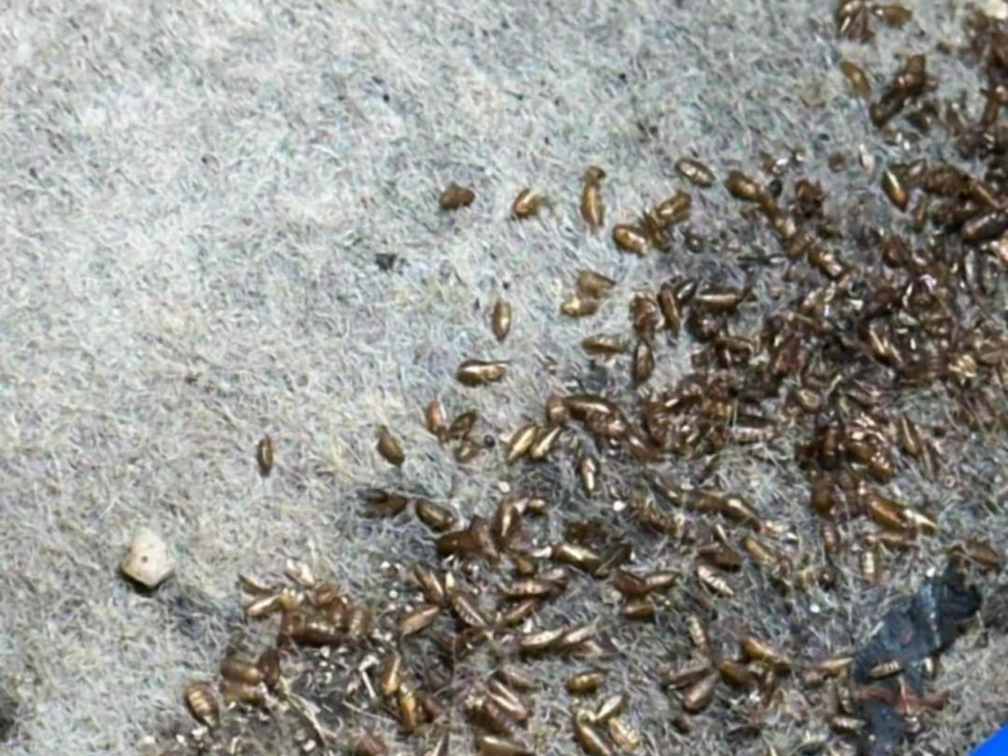 photo D Solution Extermination