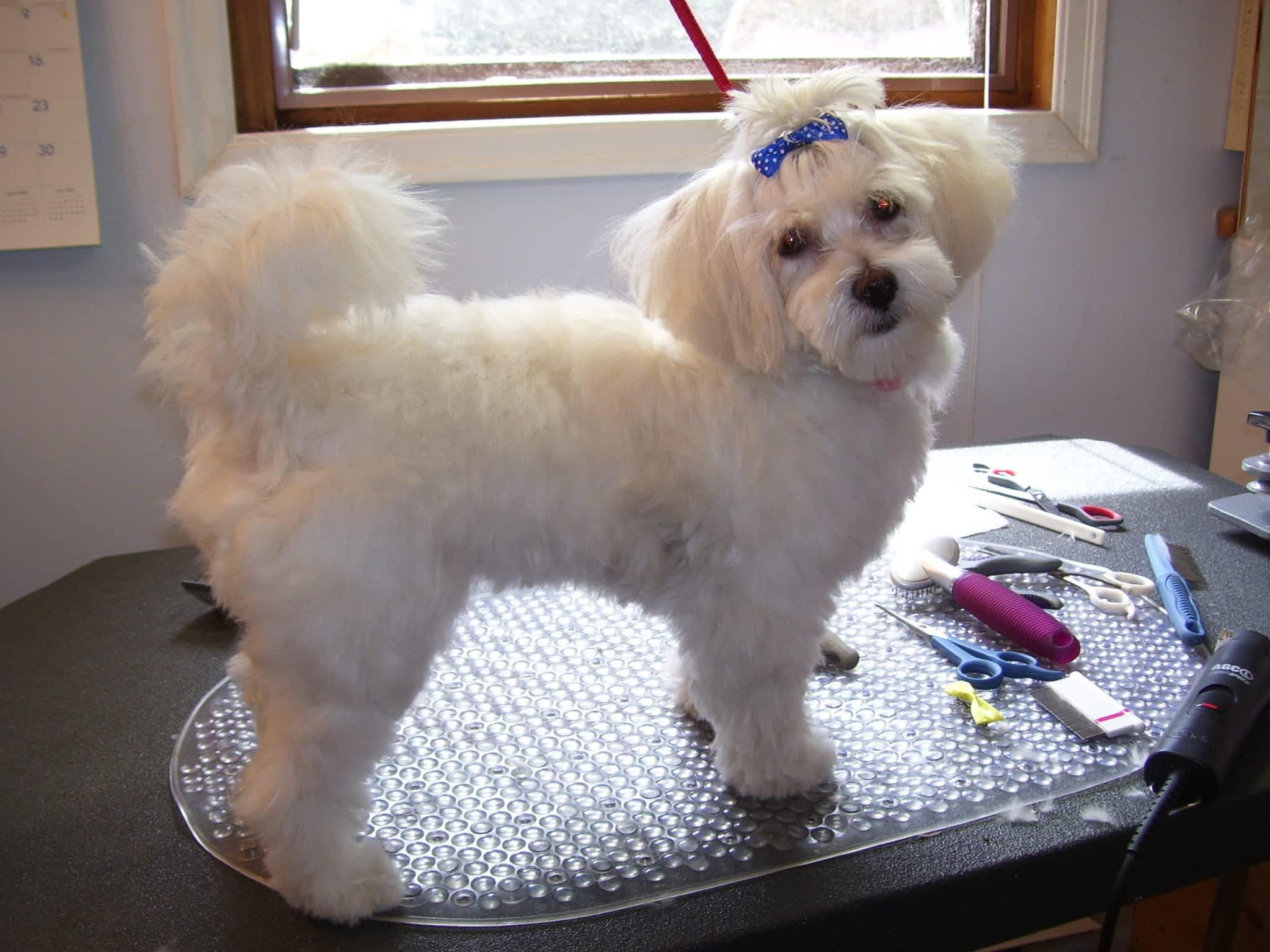 photo Gramma Vikki's Dog Grooming