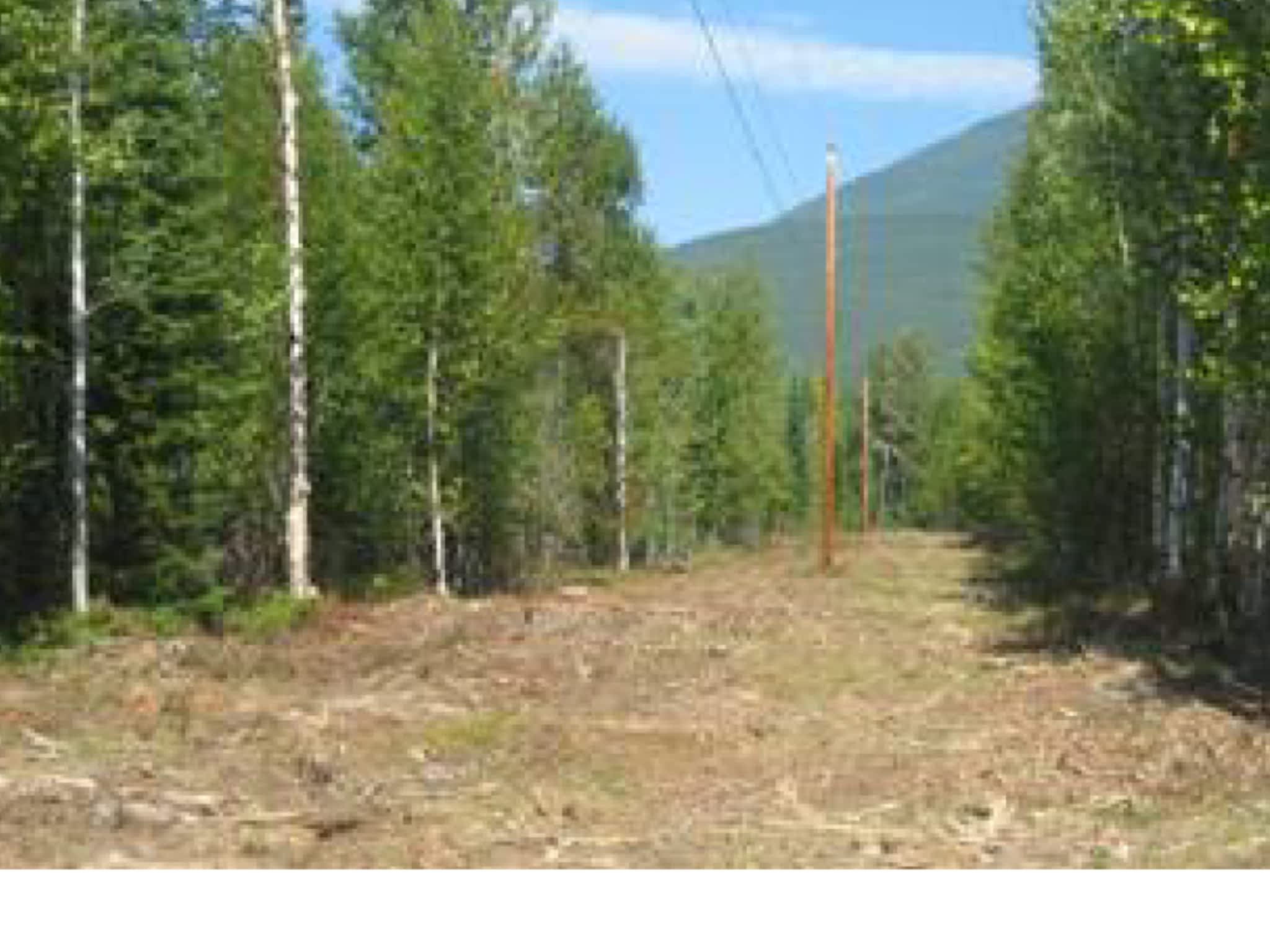 photo Aurora Tree Inc