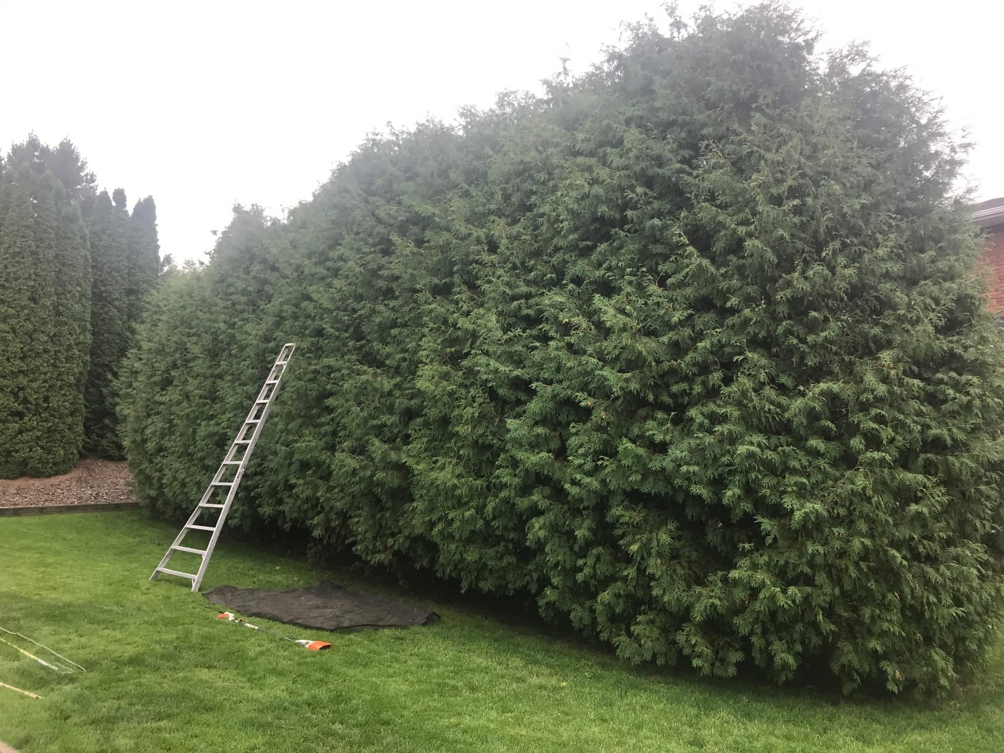 photo Tamarack Expert Tree Care