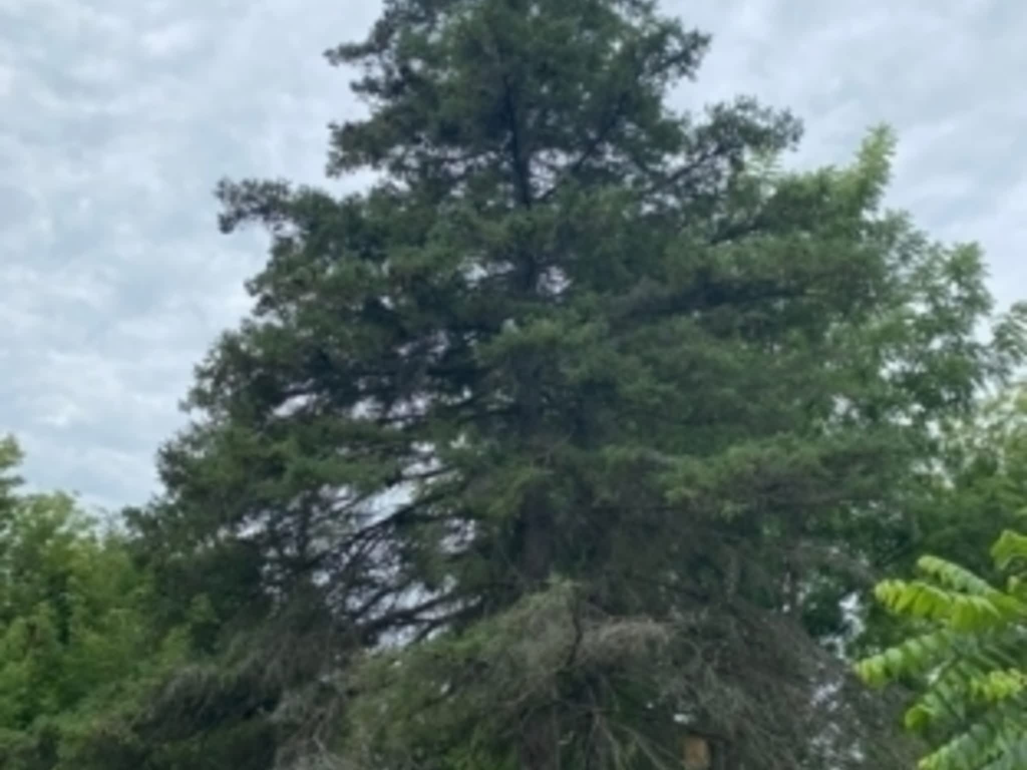 photo Dignard's Tree Service