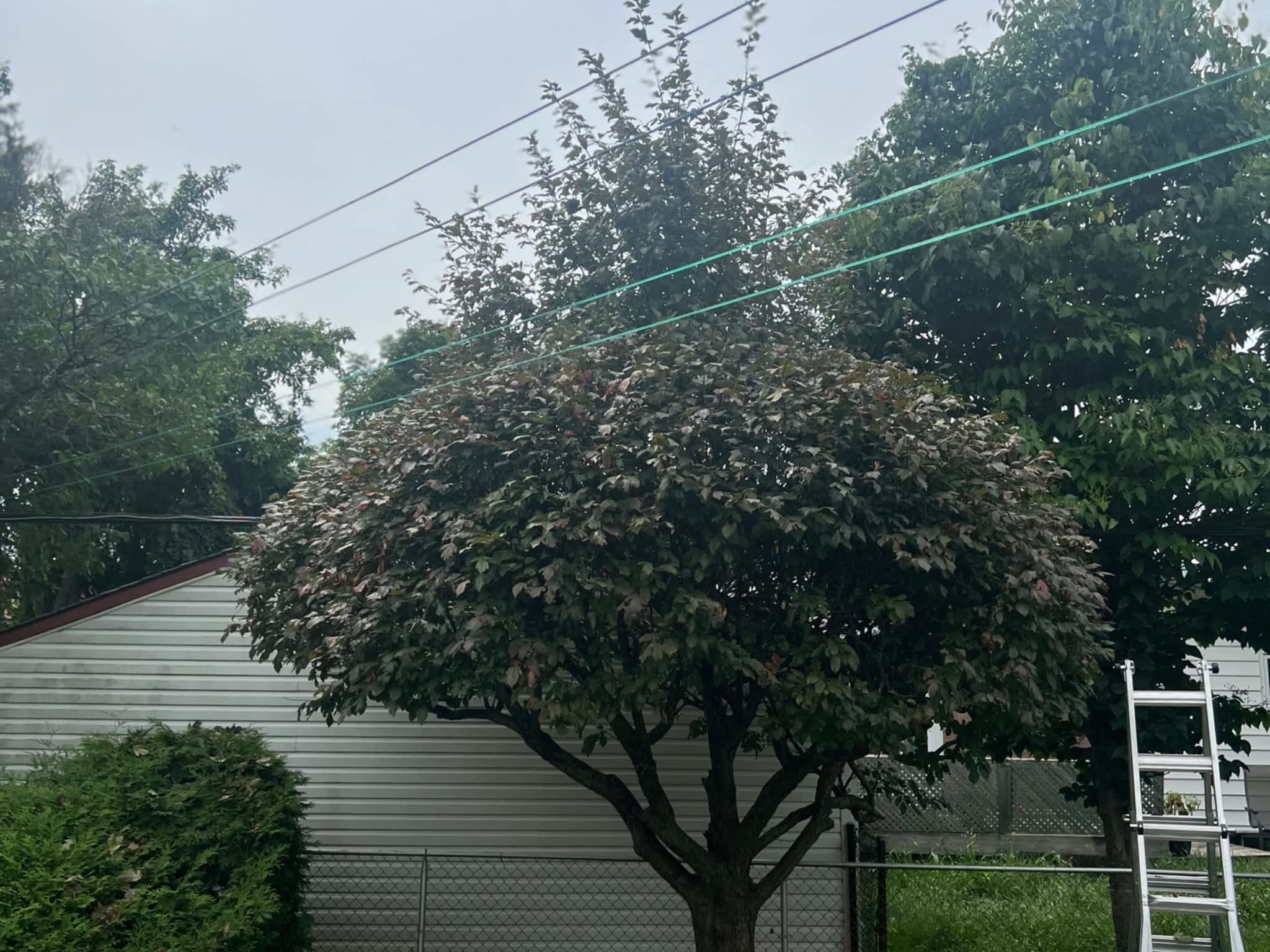 photo Juneau Tree Services