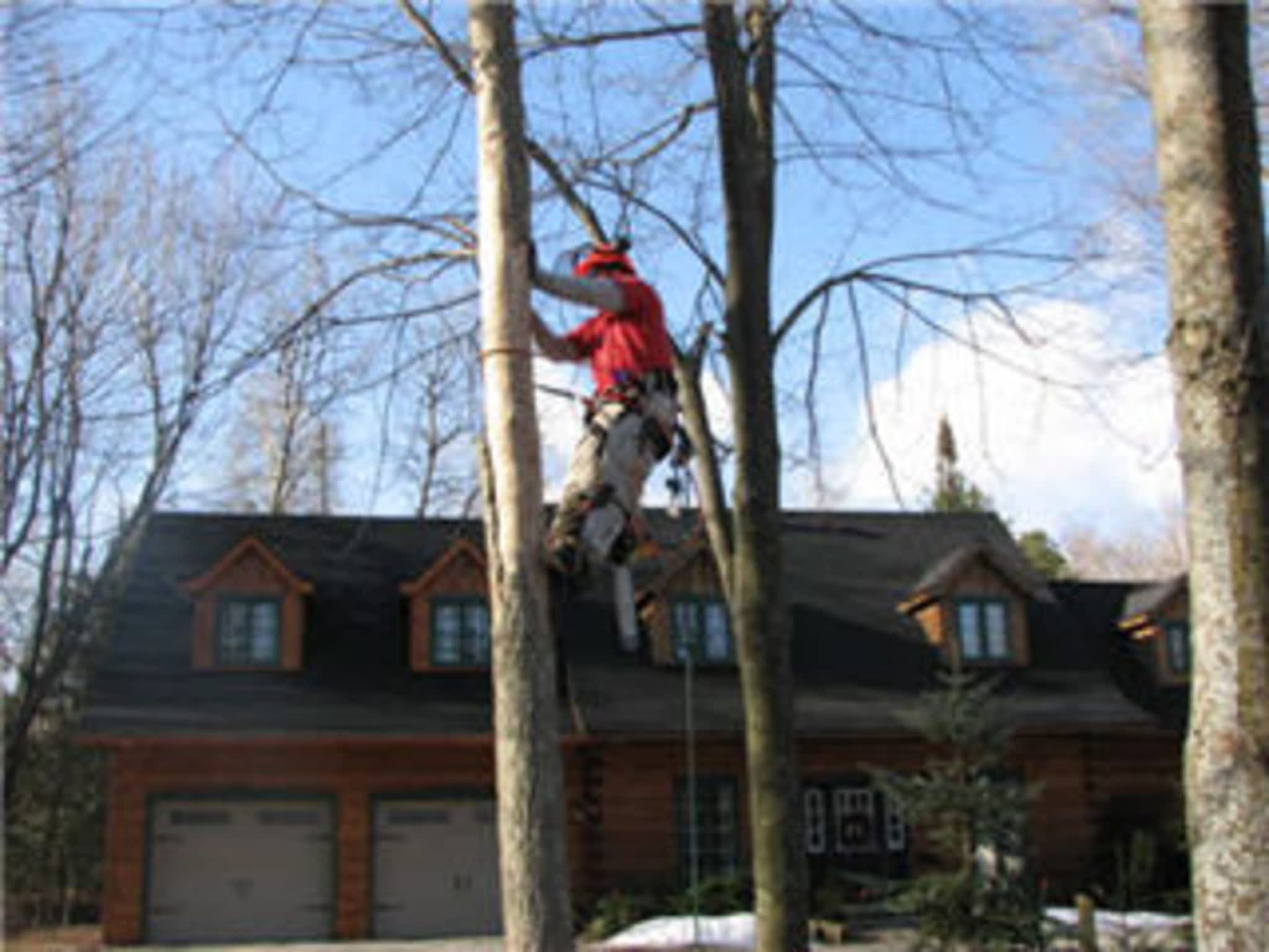 photo Arborstrong Tree Service