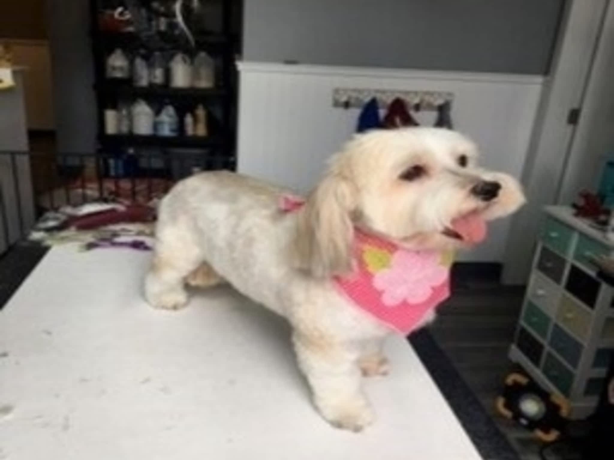 photo Sticks & Bones Dog Grooming