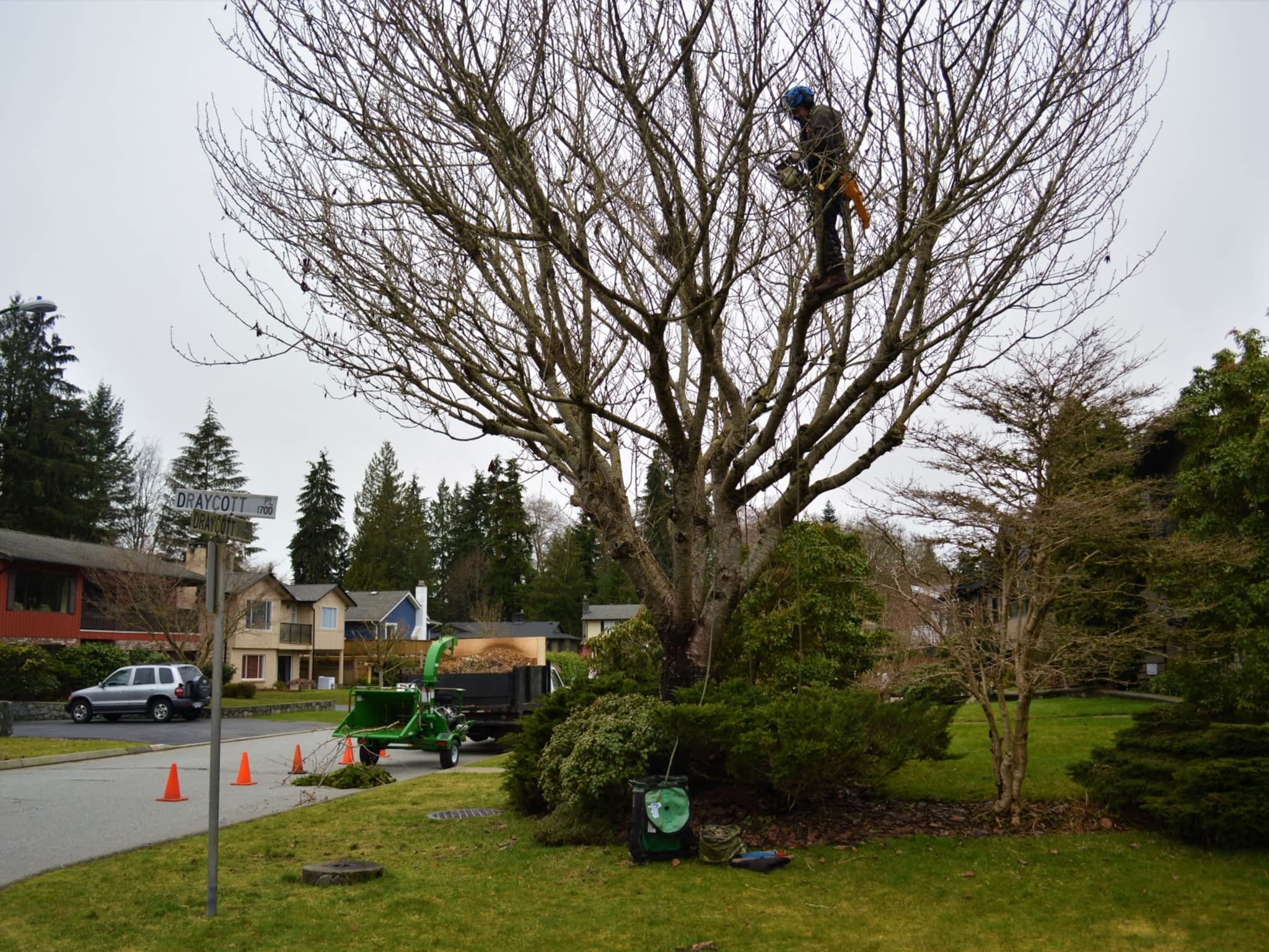 photo ArborGreen Tree Care Specialists