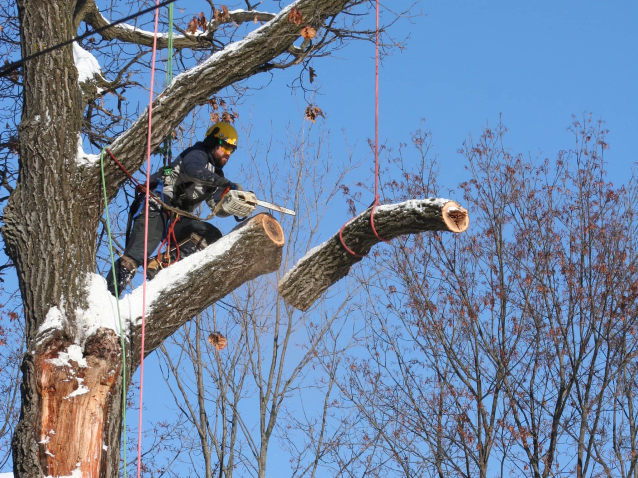 photo Logan Tree Experts