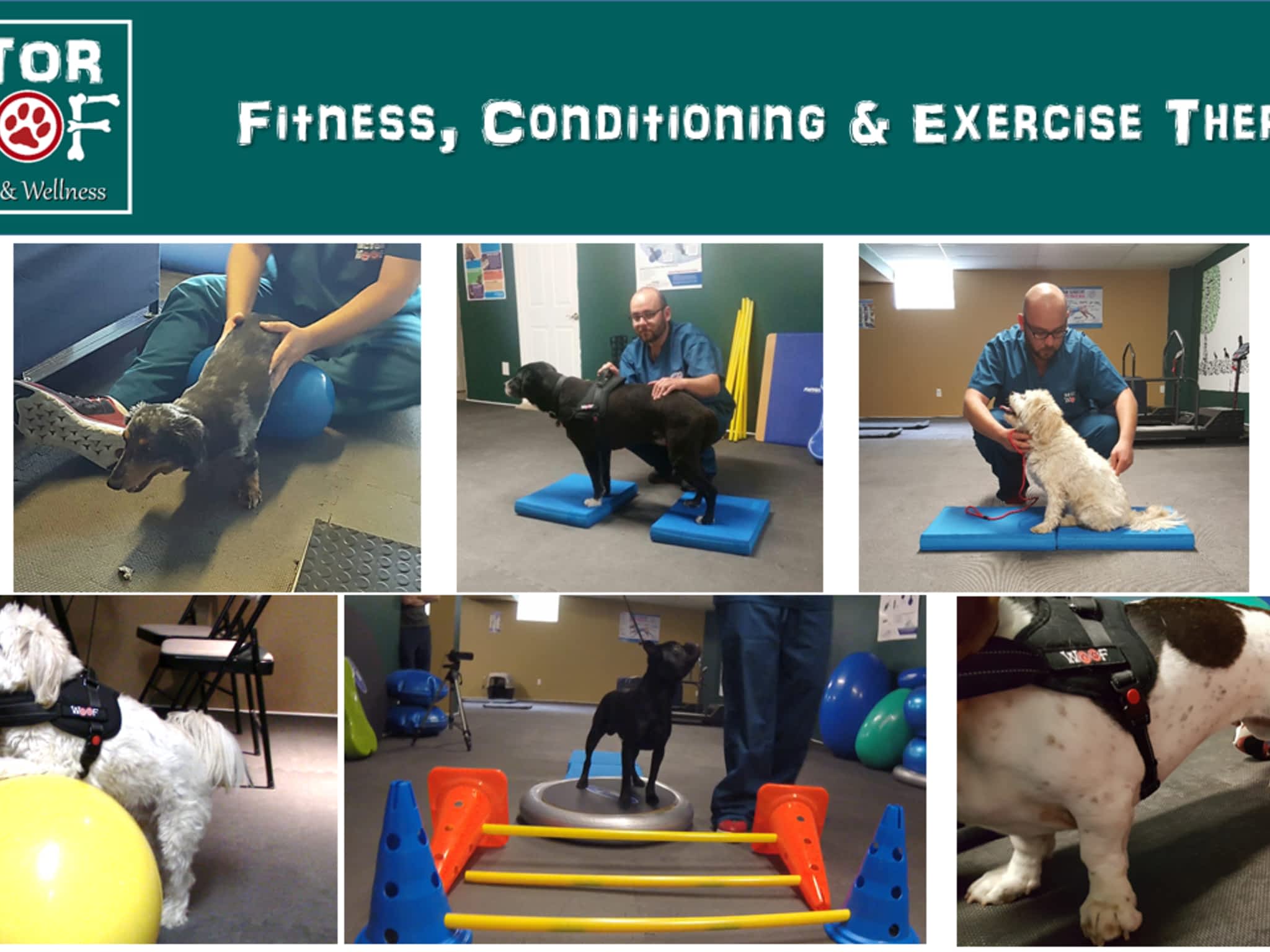 photo Sector Woof Canine Fitness & Wellness