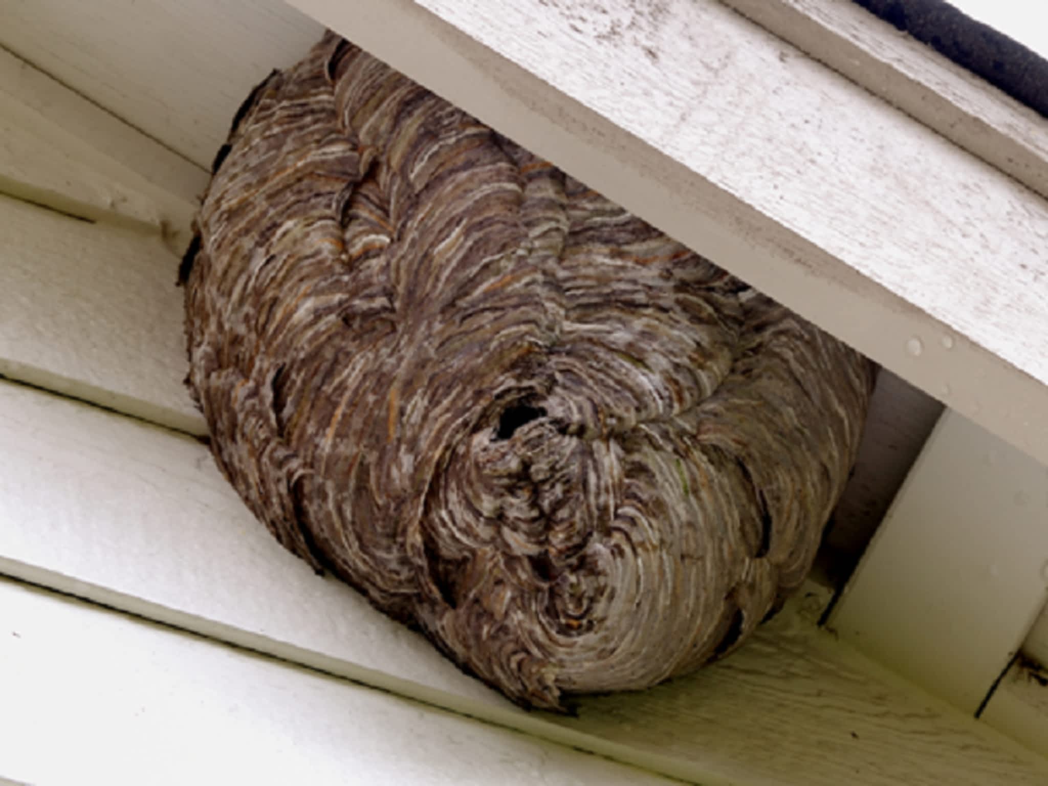 photo Roger Extermination Inc