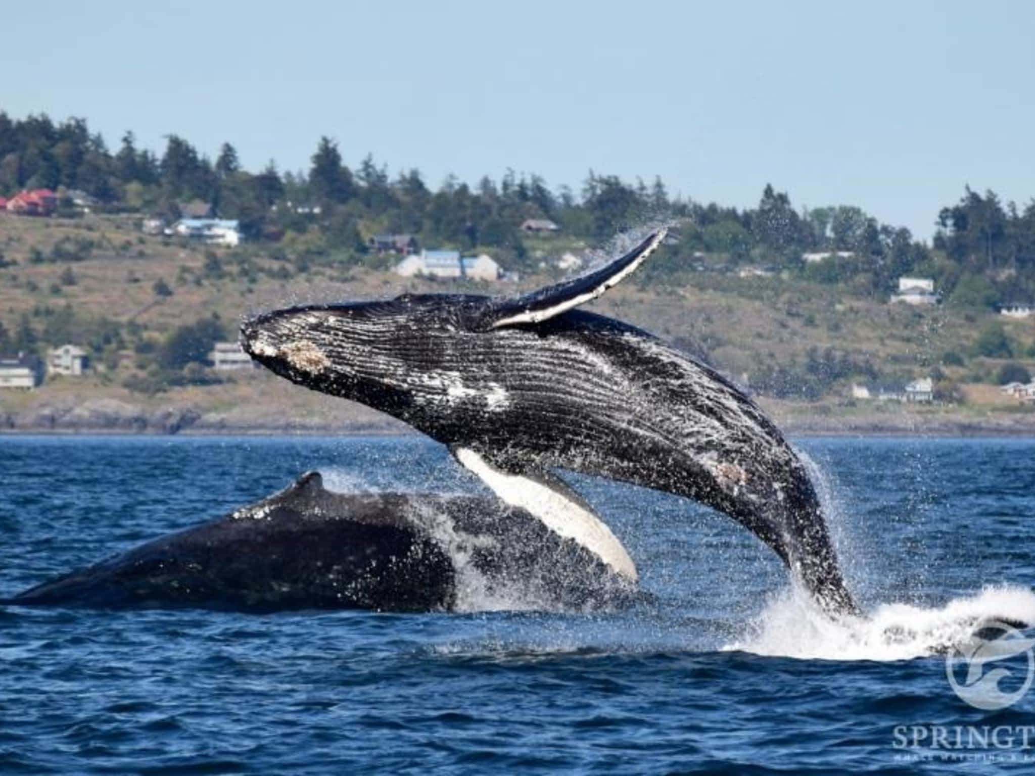 photo Springtide Whale Watching & Eco Tours