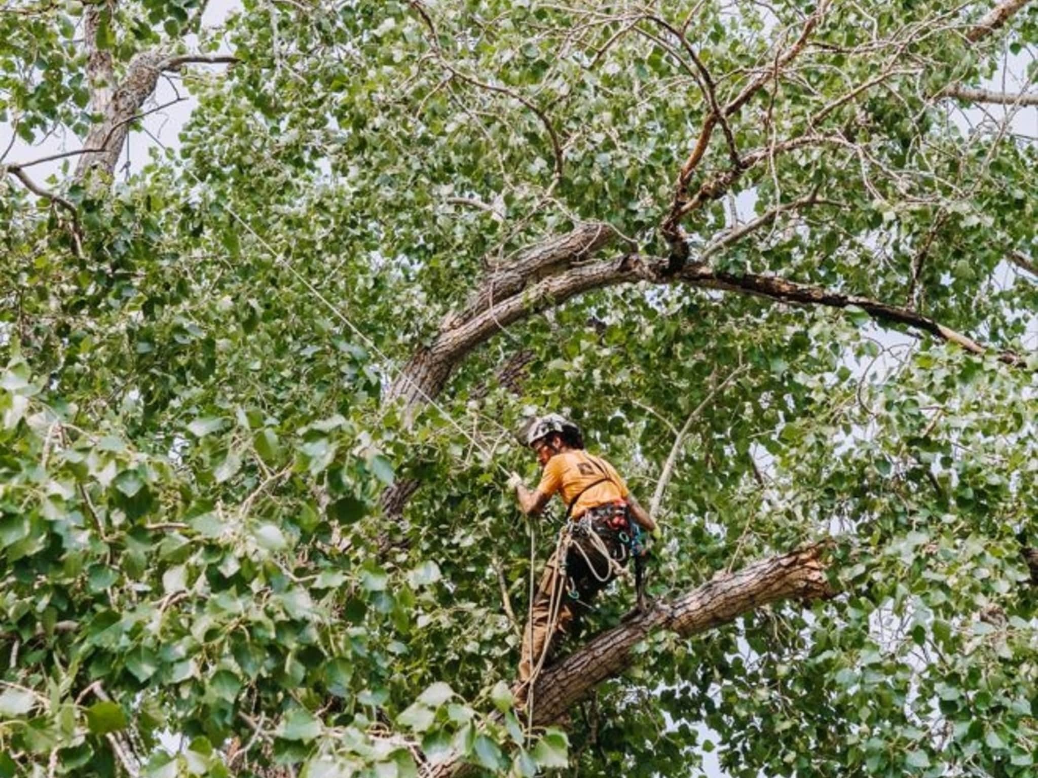 photo Boreal Tree Solutions