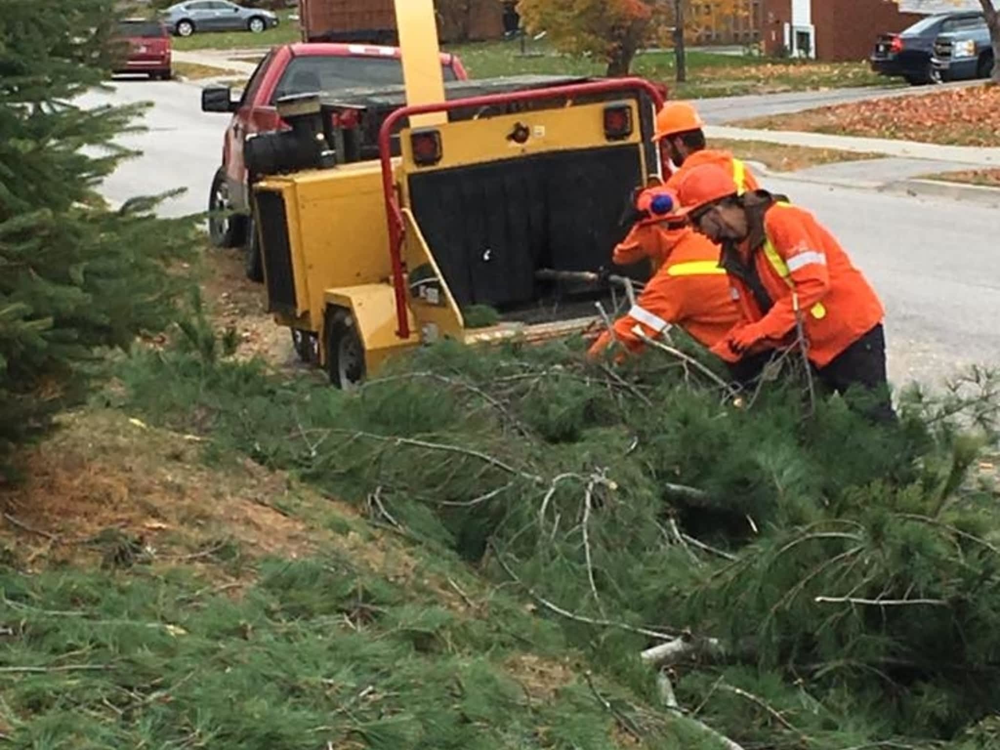 photo Tilden Tree Services