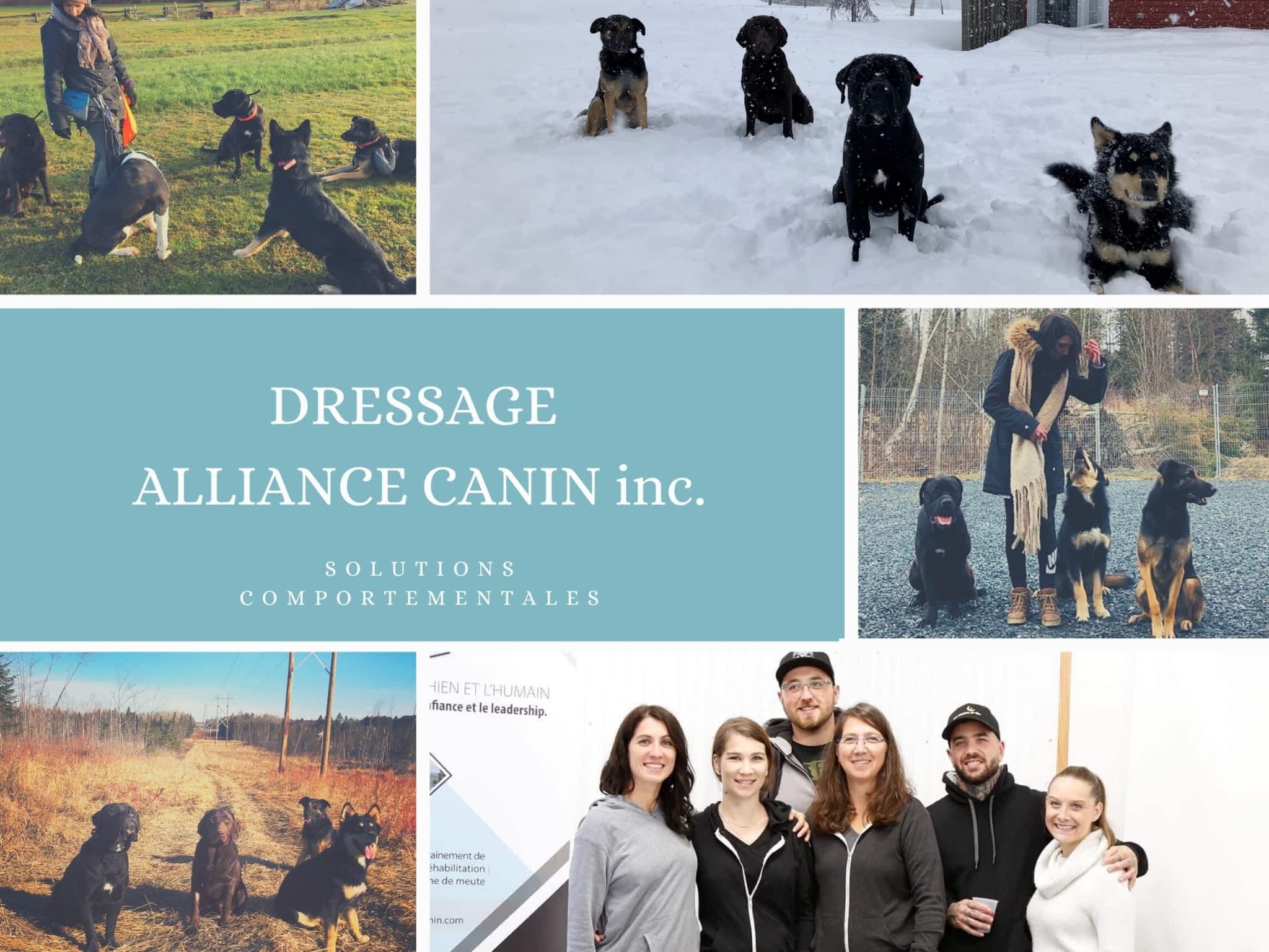 photo Dressage Alliance Canin