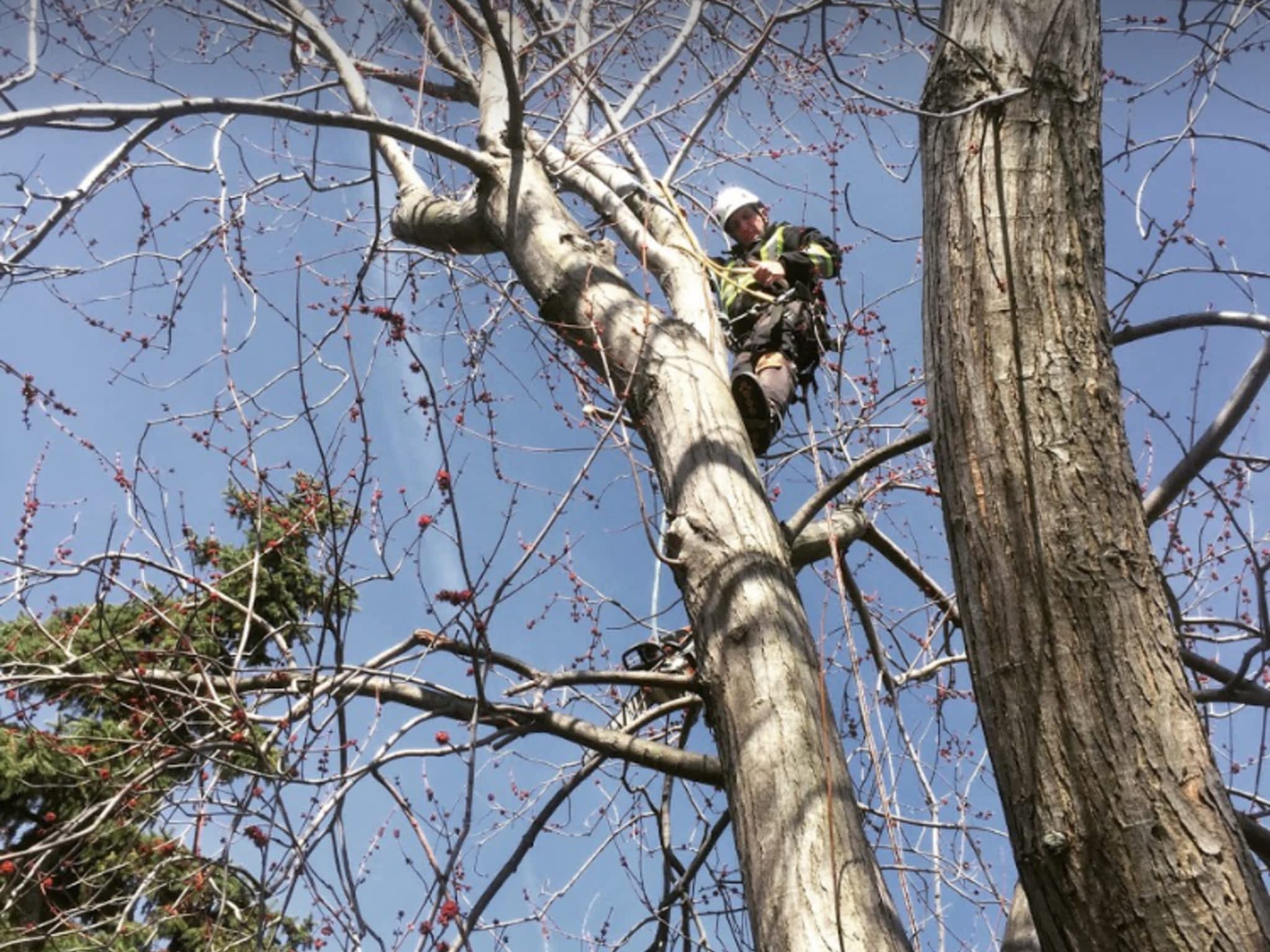 photo Fraser Tree Care