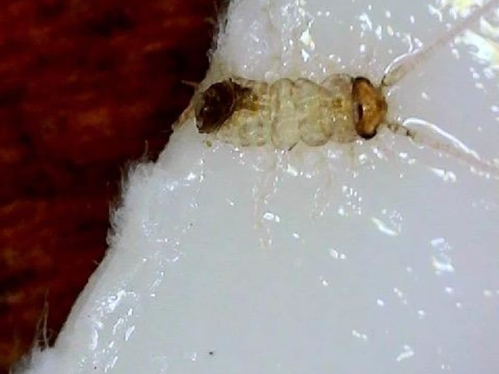 photo Phantom Pest Control Maple Ridge