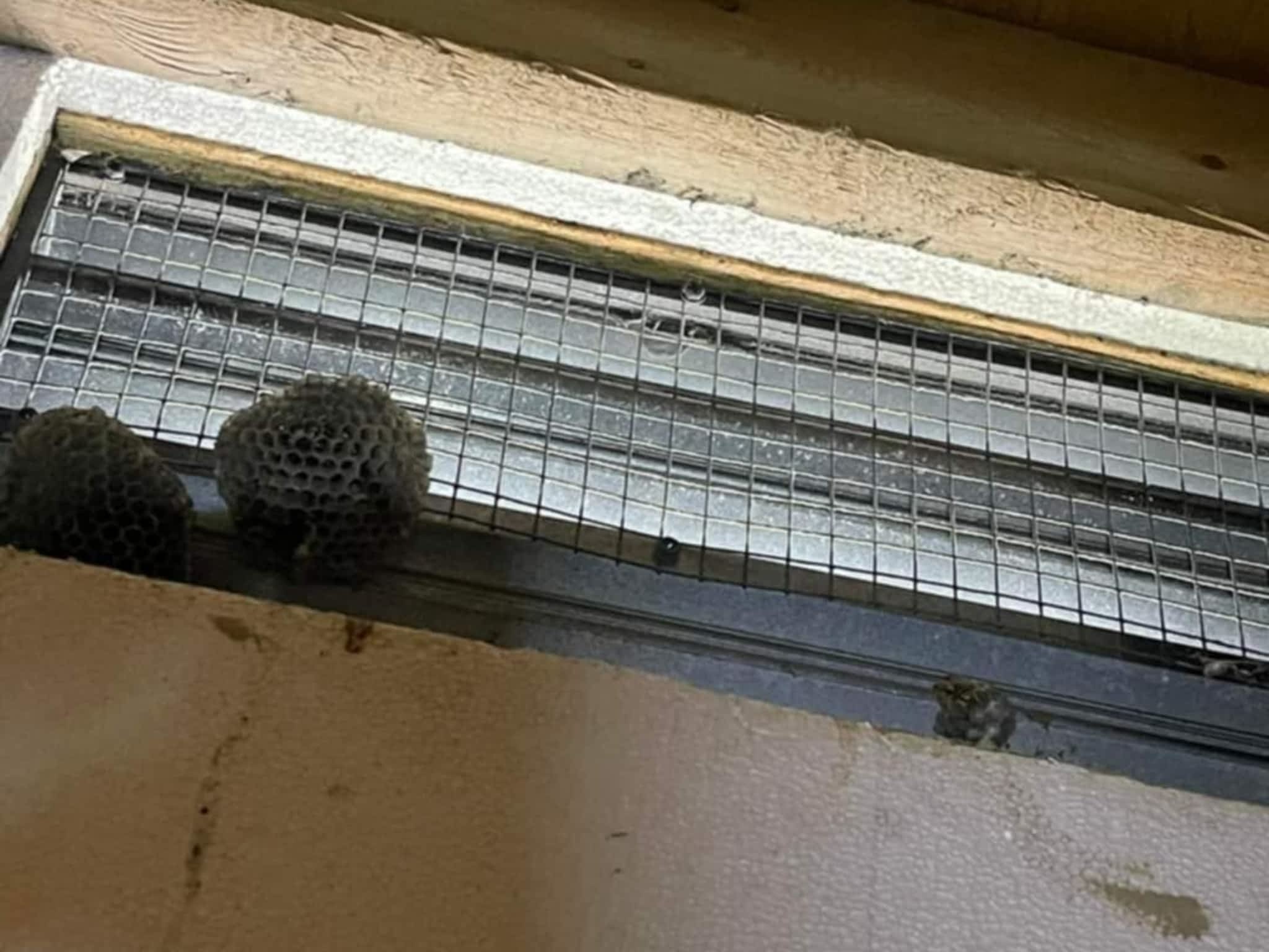 photo D Solution Extermination