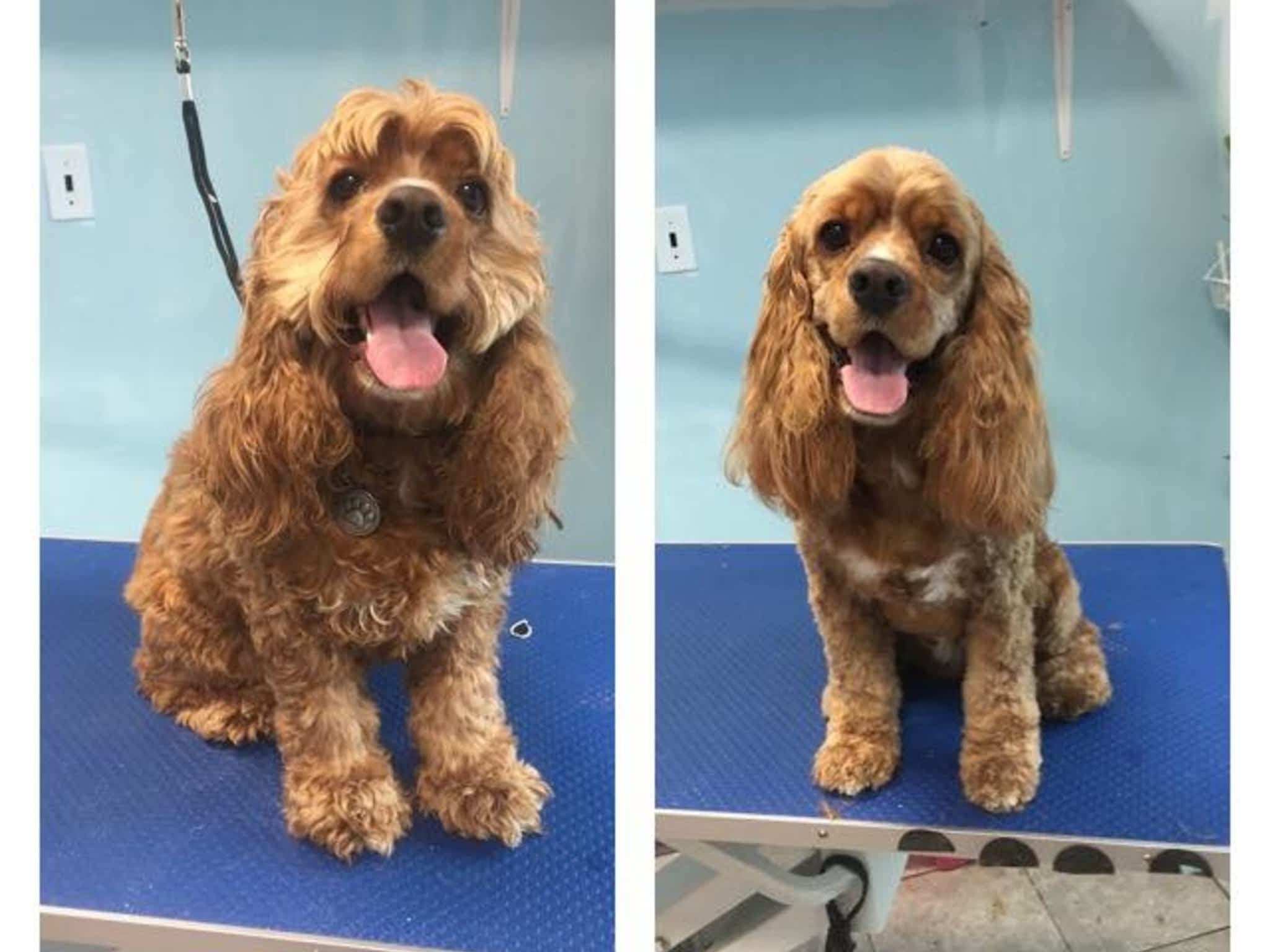 photo Wizard of Pawz Dog Grooming