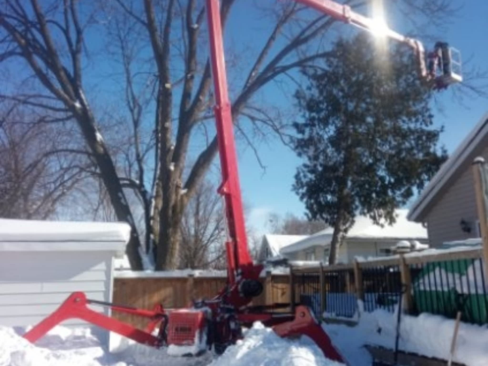 photo Kipfer Tree Service