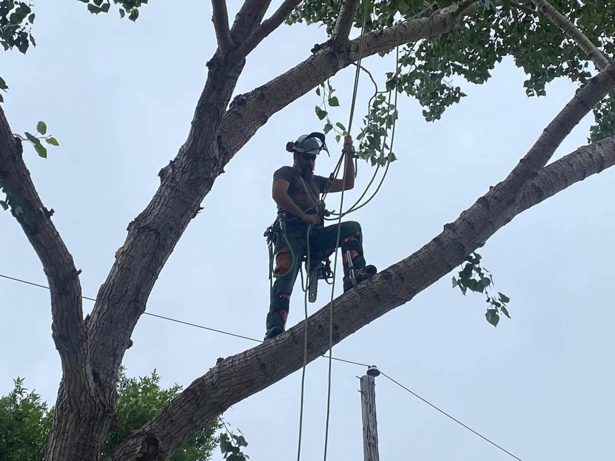 photo Sunset Tree Co