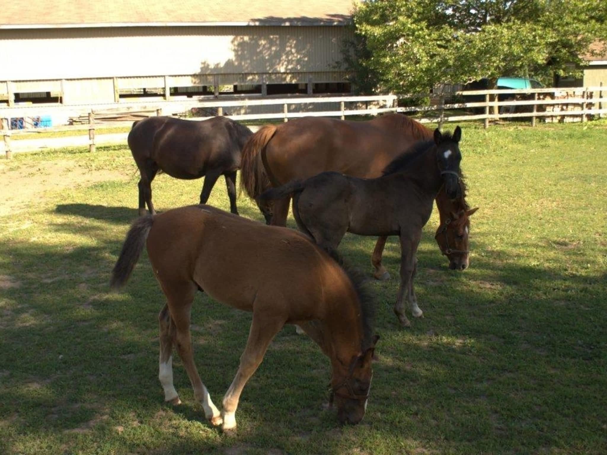 photo Oxbow Creek Stables